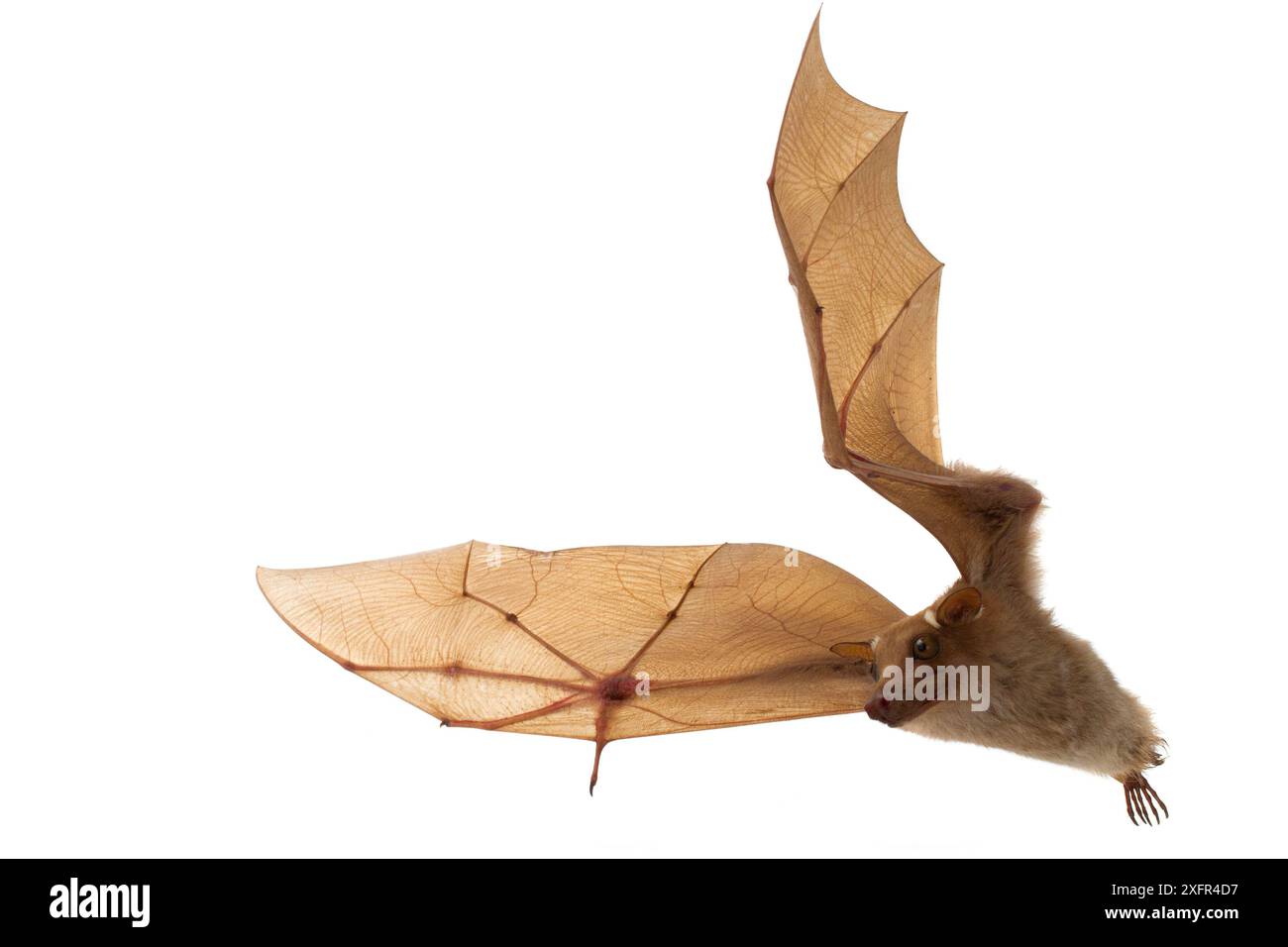 Wahlbergs epaulettierte Obstfledermaus (Epomophorus wahlbergi) im Flug, Gorongosa Nationalpark, Sofala, Mosambik. Kontrollierte Bedingungen Stockfoto