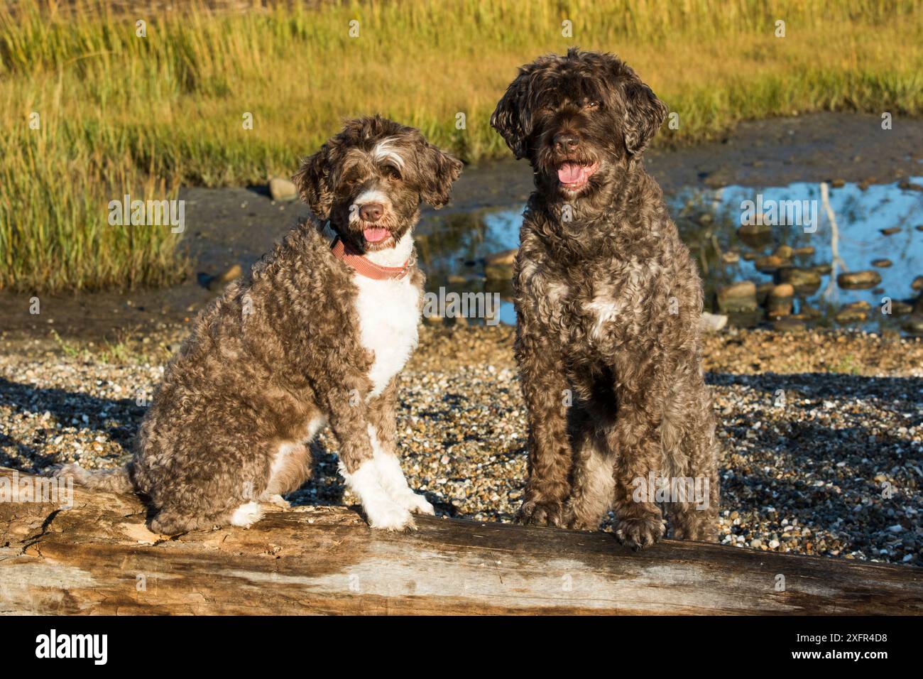 Portugiesische Wasserhunde am Meer, Madison, Connecticut, USA. Stockfoto