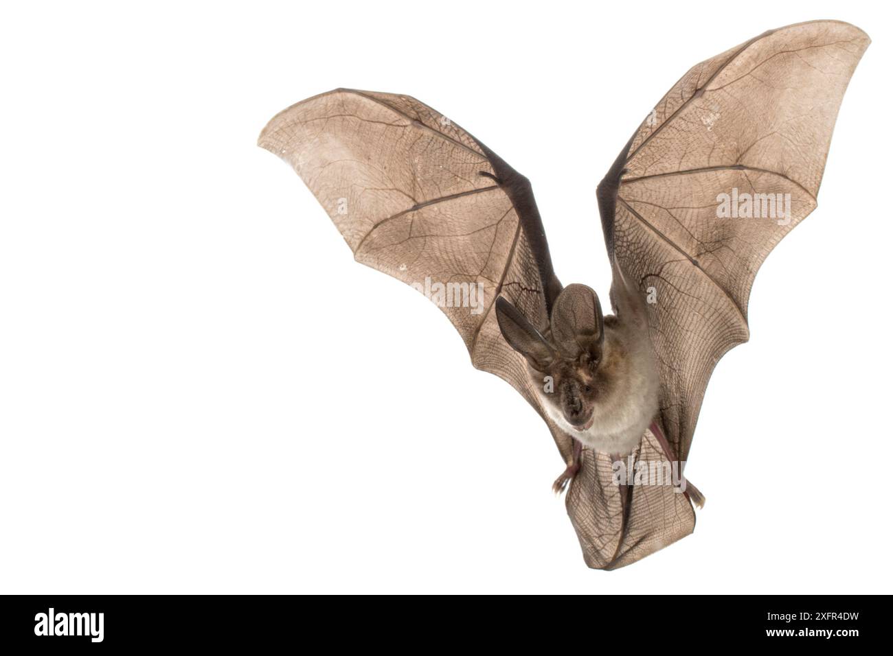 Großohr-Schlitzfledermaus (Nycteris macrotis) im Flug, Bela Vista, Gorongosa Nationalpark, Sofala, Mosambik. Kontrollierte Bedingungen Stockfoto