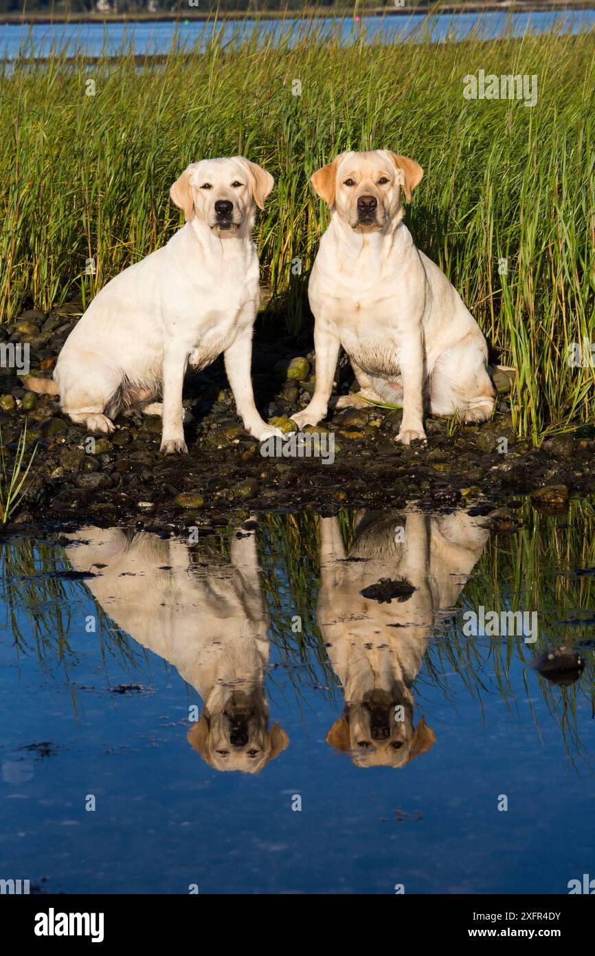 Yellow Labrador Retrievers am Rande des Sole Marsh, Long Island Sound, Connecticut, USA. Nicht Ex. Stockfoto
