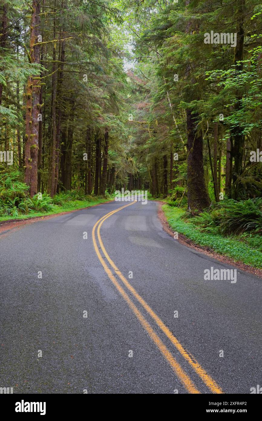 Im Olympic National Park in Washington schlängelt sich die Straße durch den Wald Stockfoto