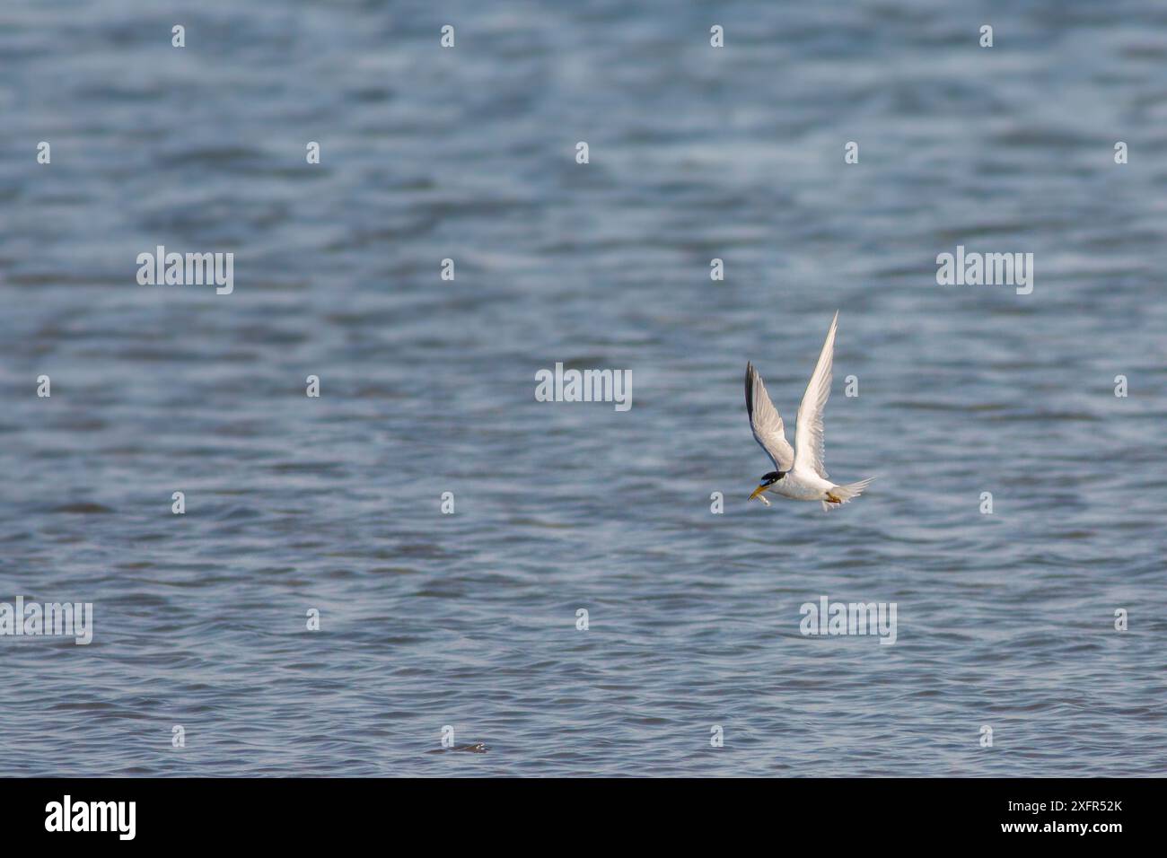 Seeschwalbe (Sternula antillarum) in der Flugjagd, Cape Cod, Massachusetts, USA. Juli. Stockfoto