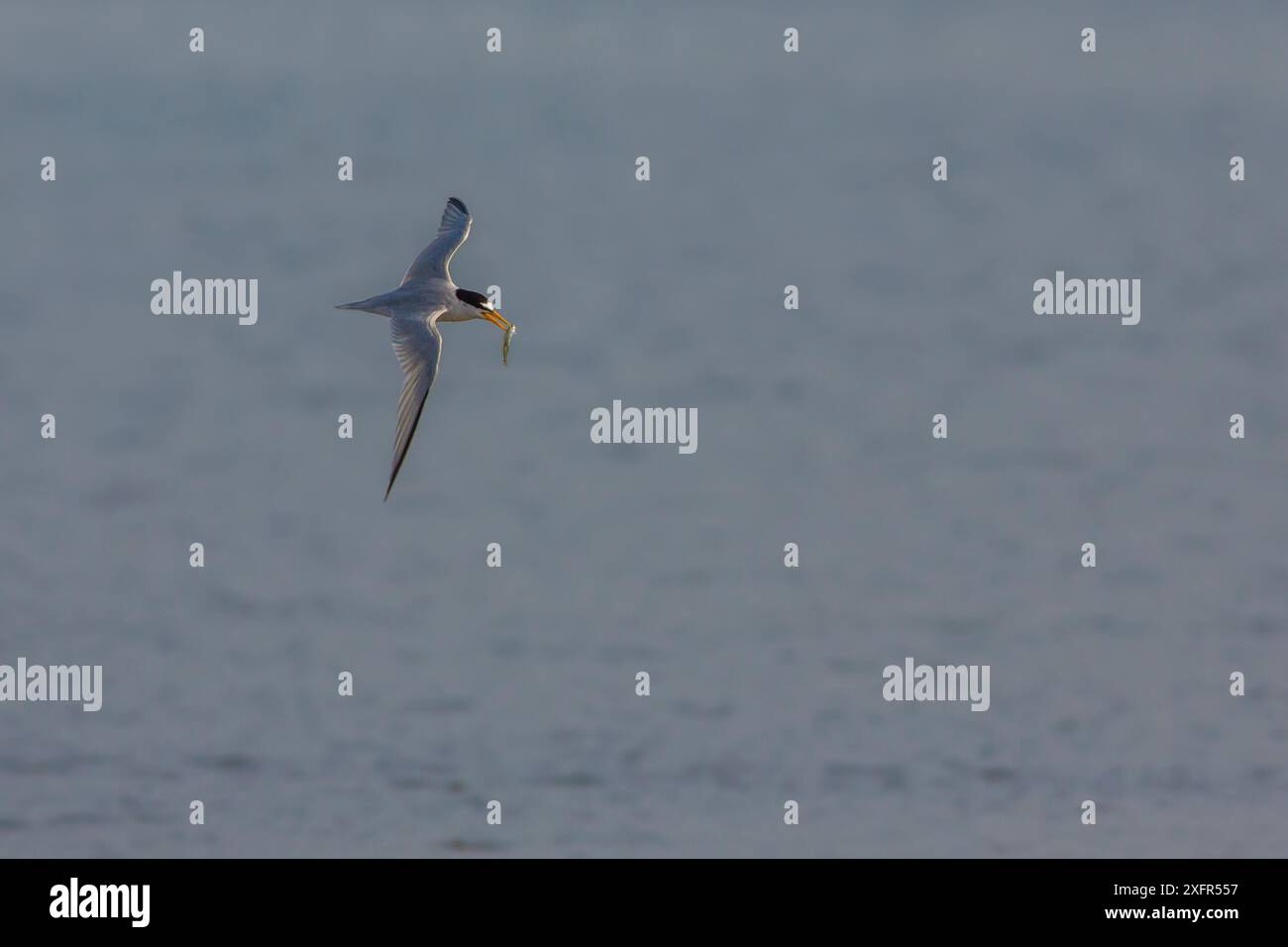 Die kleinste Seeschwalbe (Sternula antillarum) im Flug, Cape Cod, Massachusetts, USA. August. Stockfoto