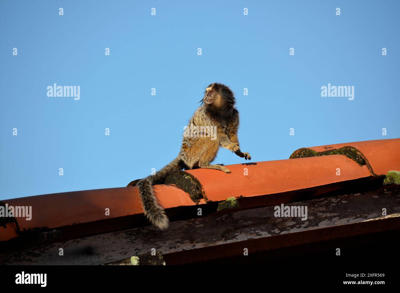 Black Lion Tamarin auf einem gekachelten Dach auf einer Farm. Arten von lateinamerikanischen Primaten Stockfoto