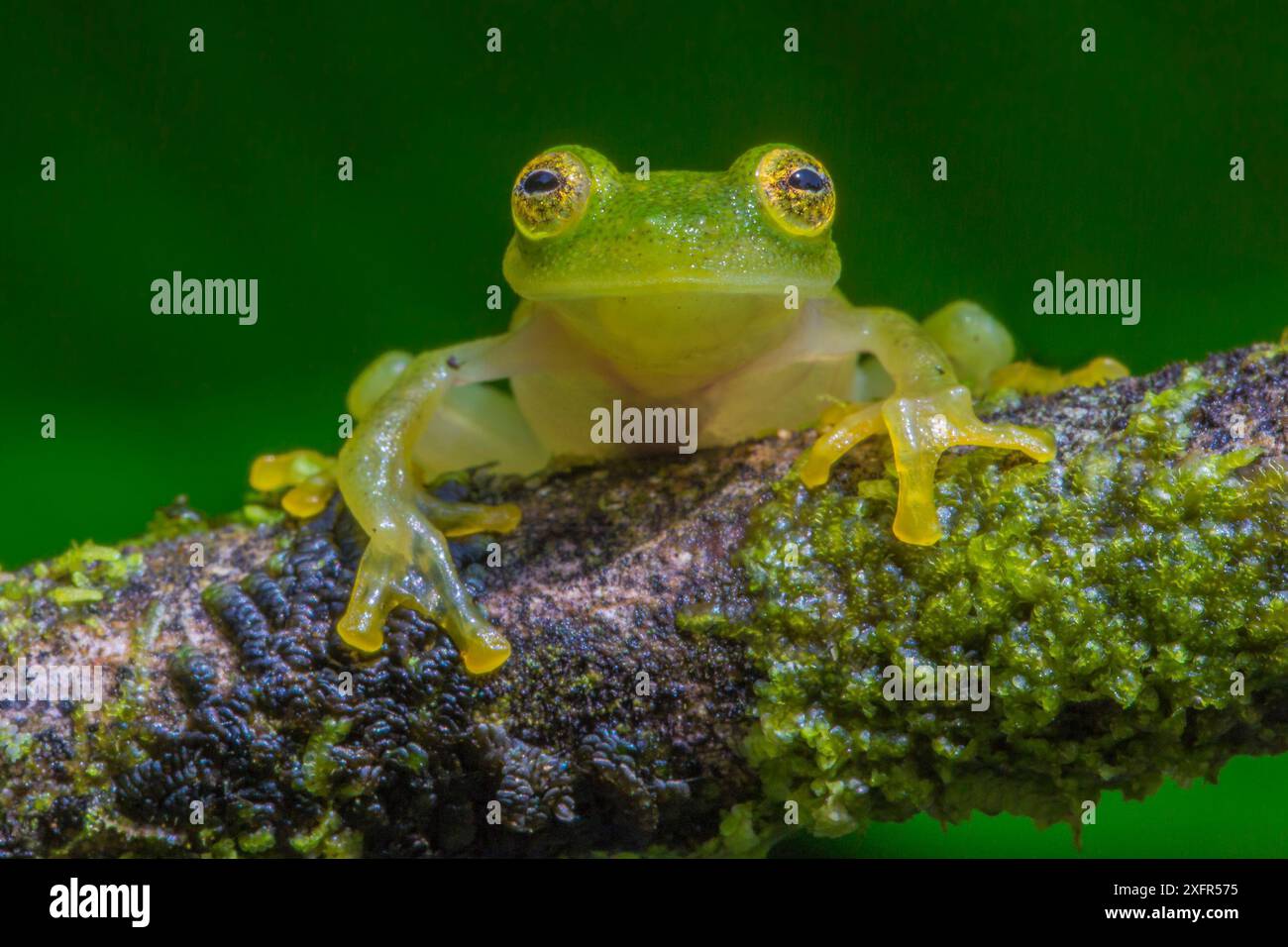 Fleischmanns Glasfrosch (Hyalinobatrachium fleischmanni) La Selva Field Station, Costa Rica. Stockfoto