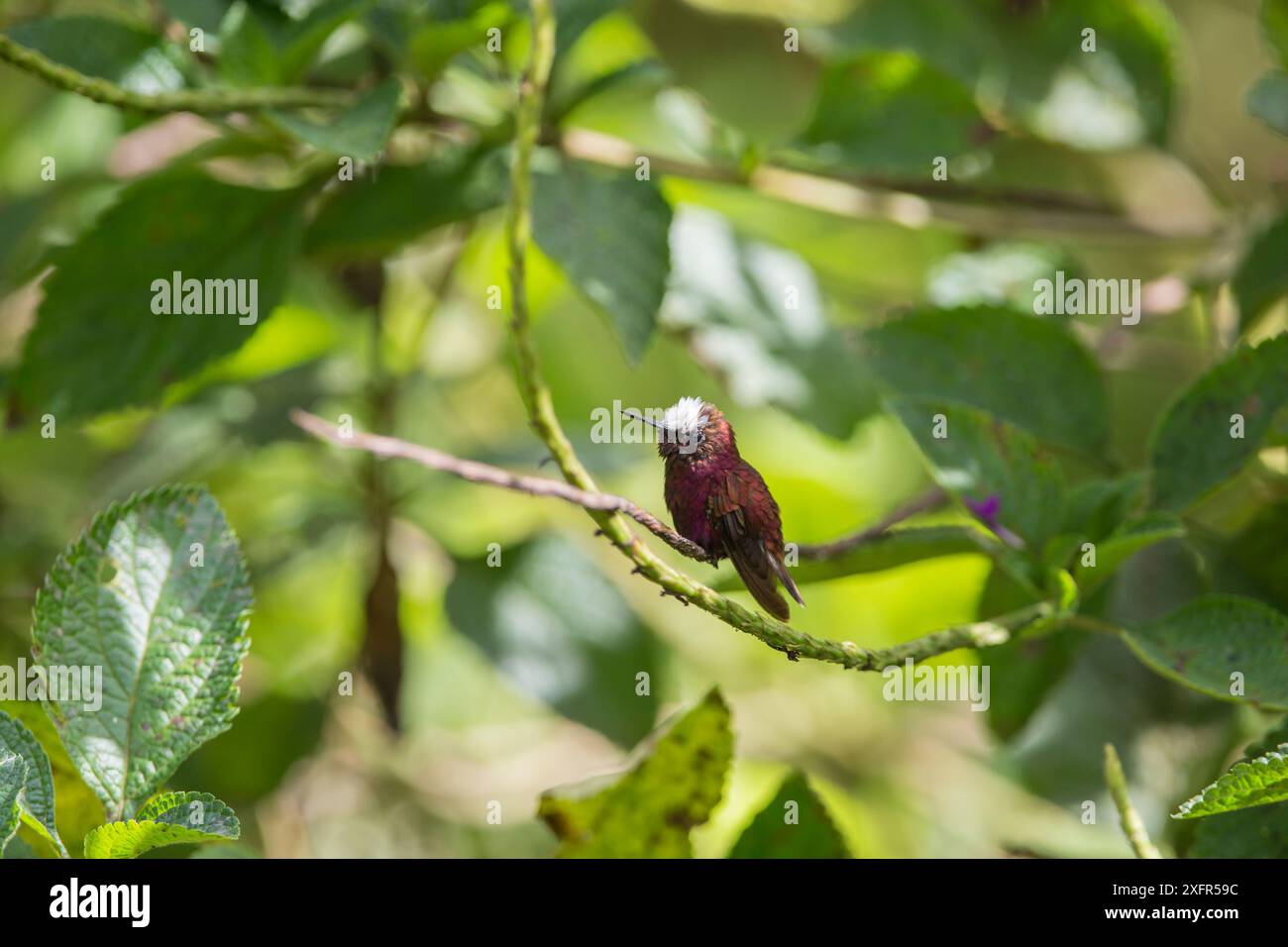 Schneekappen-Kolibri (Microchera albocoronata) Besuch von Porterweed (Stachytarpheta sp), Braulio Carrillo Nationalpark, talamanischen Bergwald, Costa Rica. Endemische Arten. Stockfoto