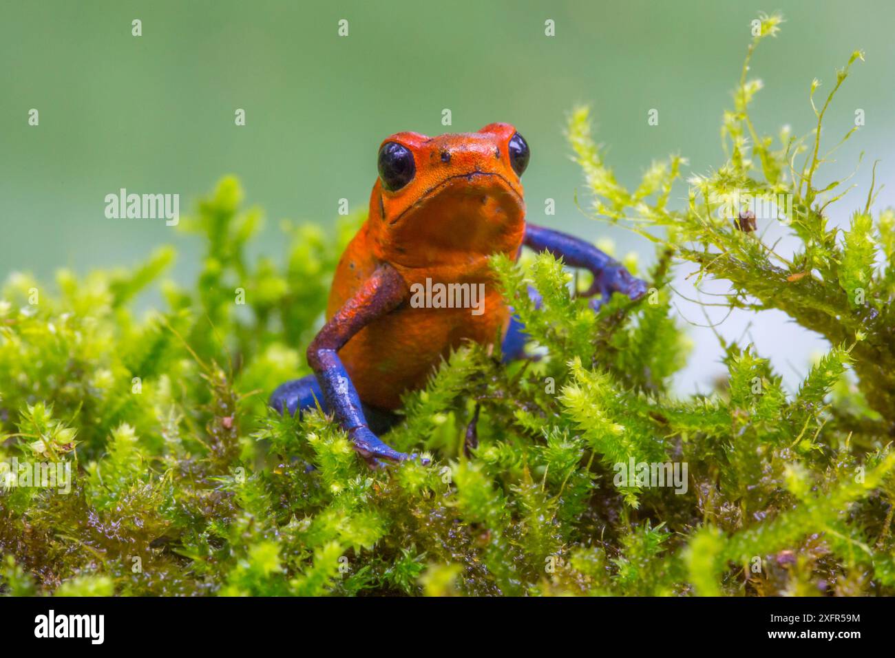 Strawberry poison Dart frog (Oophaga pumilio) Field Station "La Selva" in Costa Rica. Stockfoto