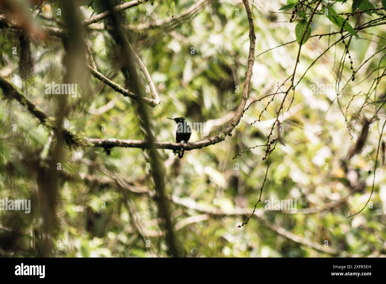 Ein lebhafter Kolibri auf einem Zweig inmitten üppiger Grünflächen im Buenaventura Tropical Reserve, Ecuador, zeigt die Schönheit tropischer Wildlis Stockfoto