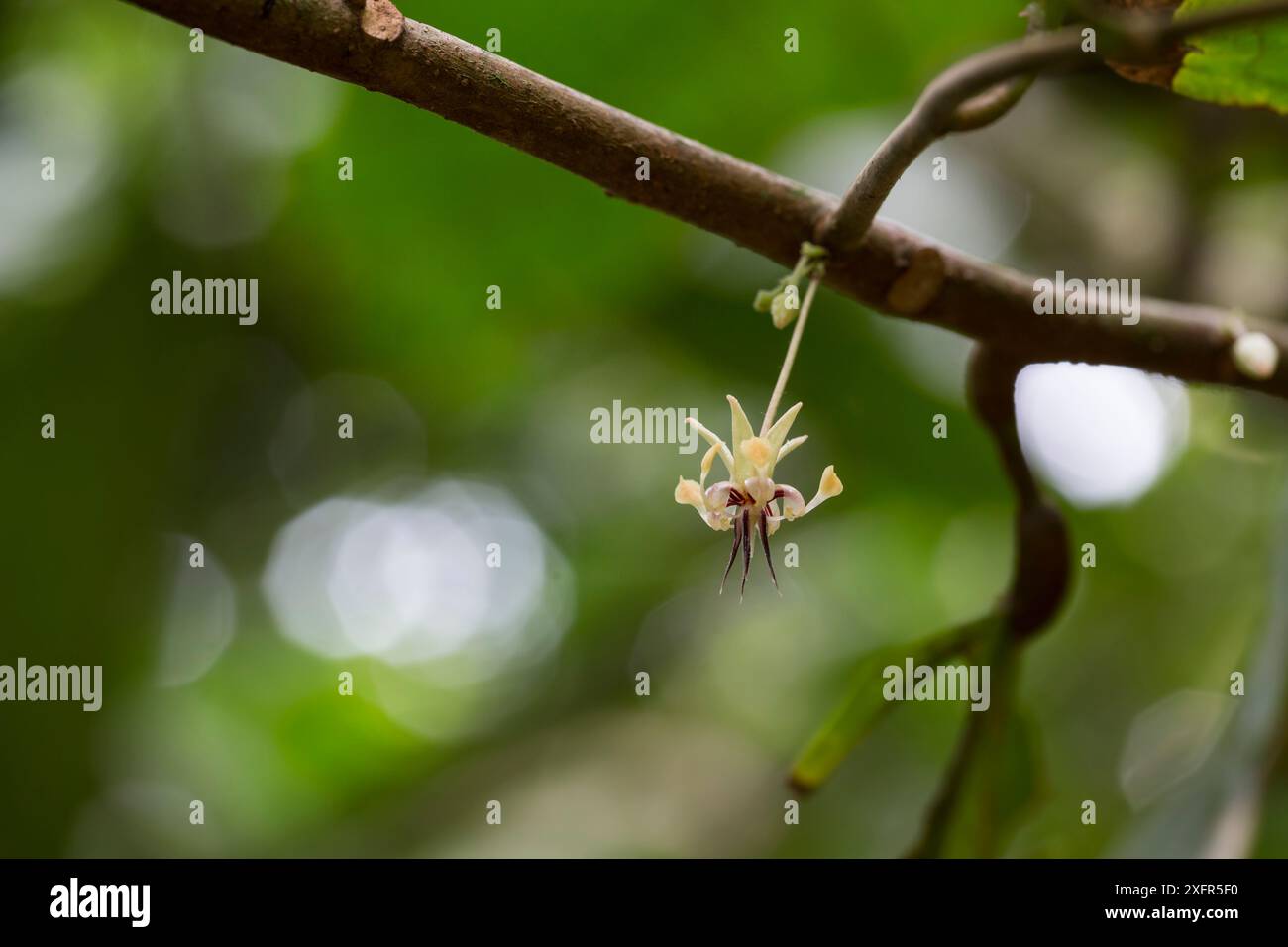 Kakao / Schokolade (Theobroma cacao) Pflanze mit Blumen, Costa Rica. Stockfoto