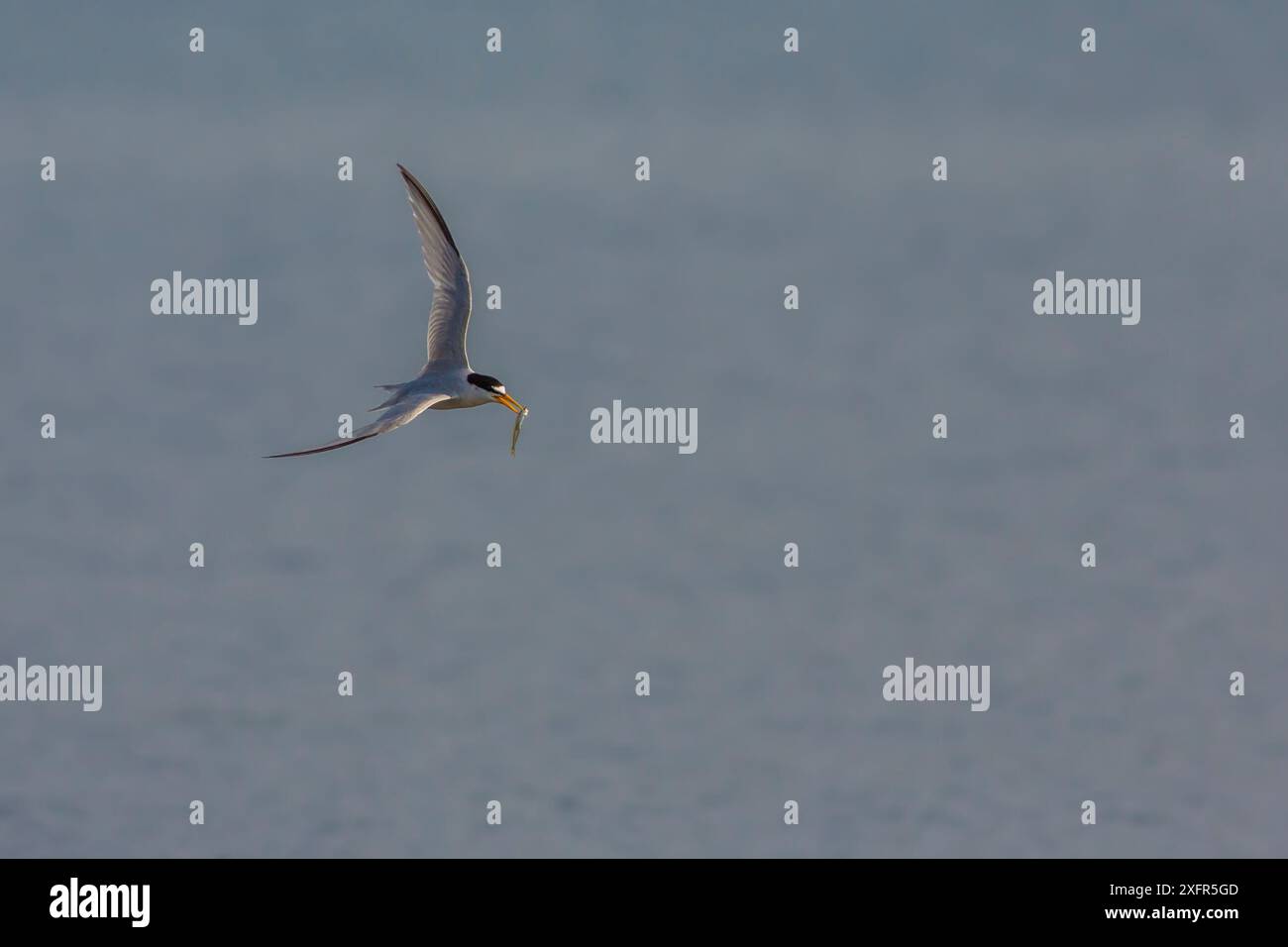 Seeschwalbe (Sternula antillarum) im Flug mit Fischen im Schnabel, Cape Cod, Massachusetts, USA. Stockfoto
