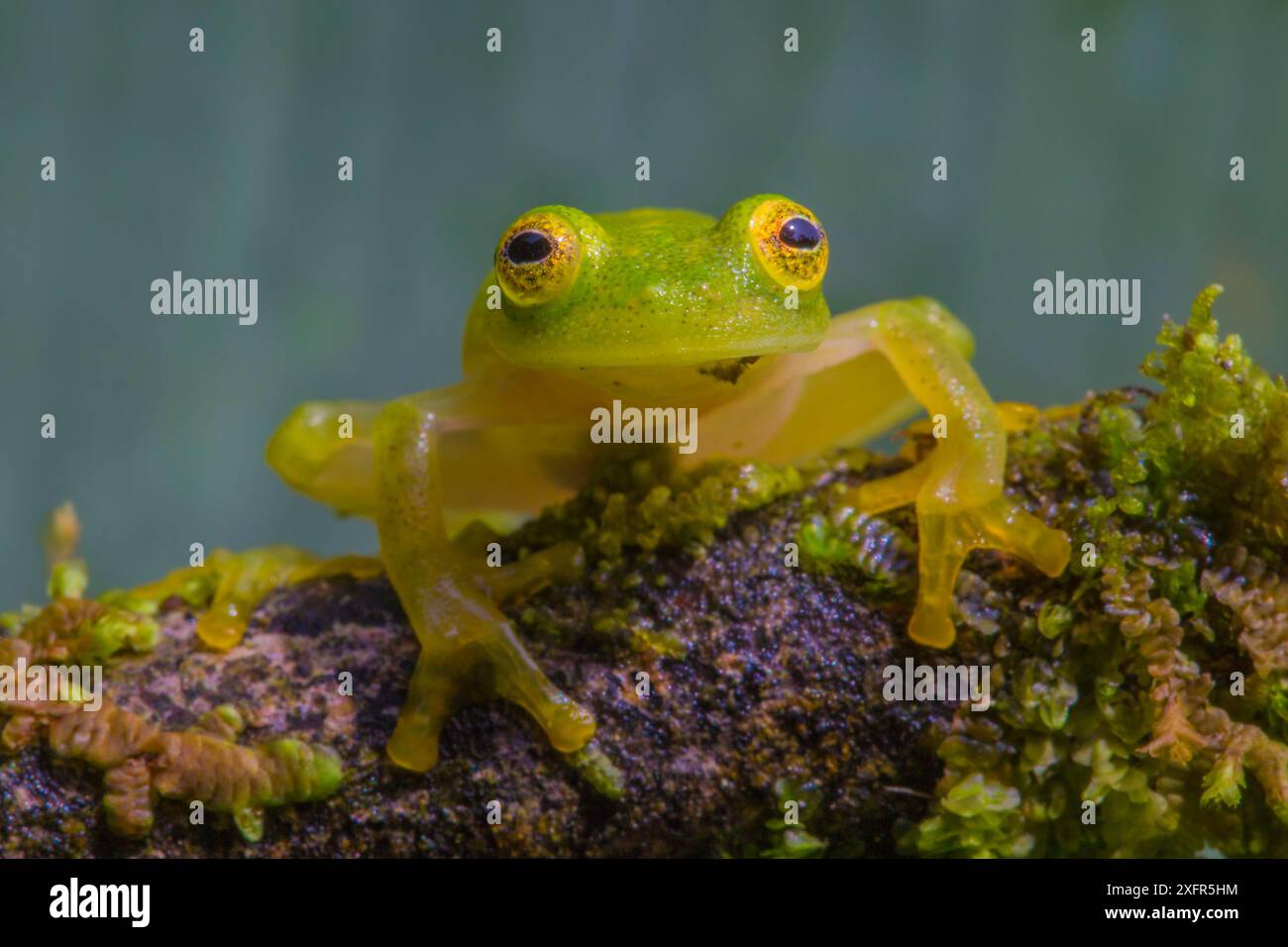 Fleischmanns Glasfrosch (Hyalinobatrachium fleischmanni) La Selva Field Station, Costa Rica. Stockfoto