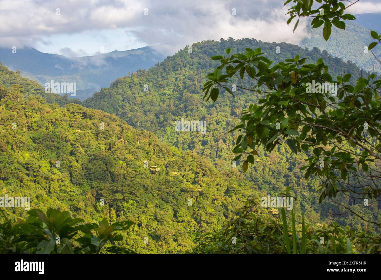 Landschaft im talamanischen Bergwald, Braulio Carrillo Nationalpark, Costa Rica. Stockfoto