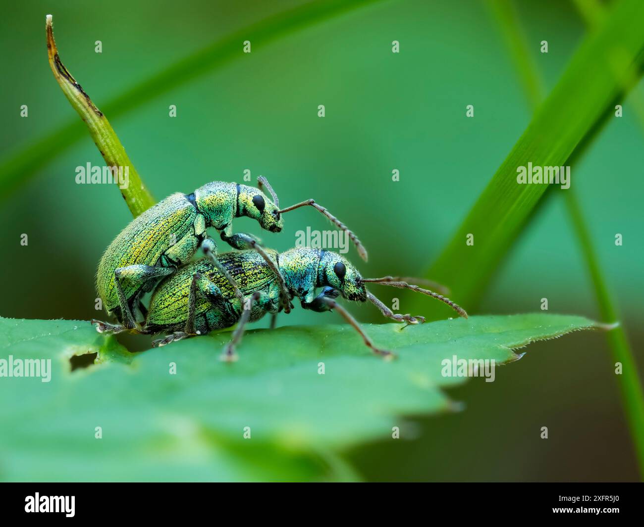 Weevils (Phyllobius Arborator) Paarung, Oberbayern, Deutschland, Mai. Stockfoto