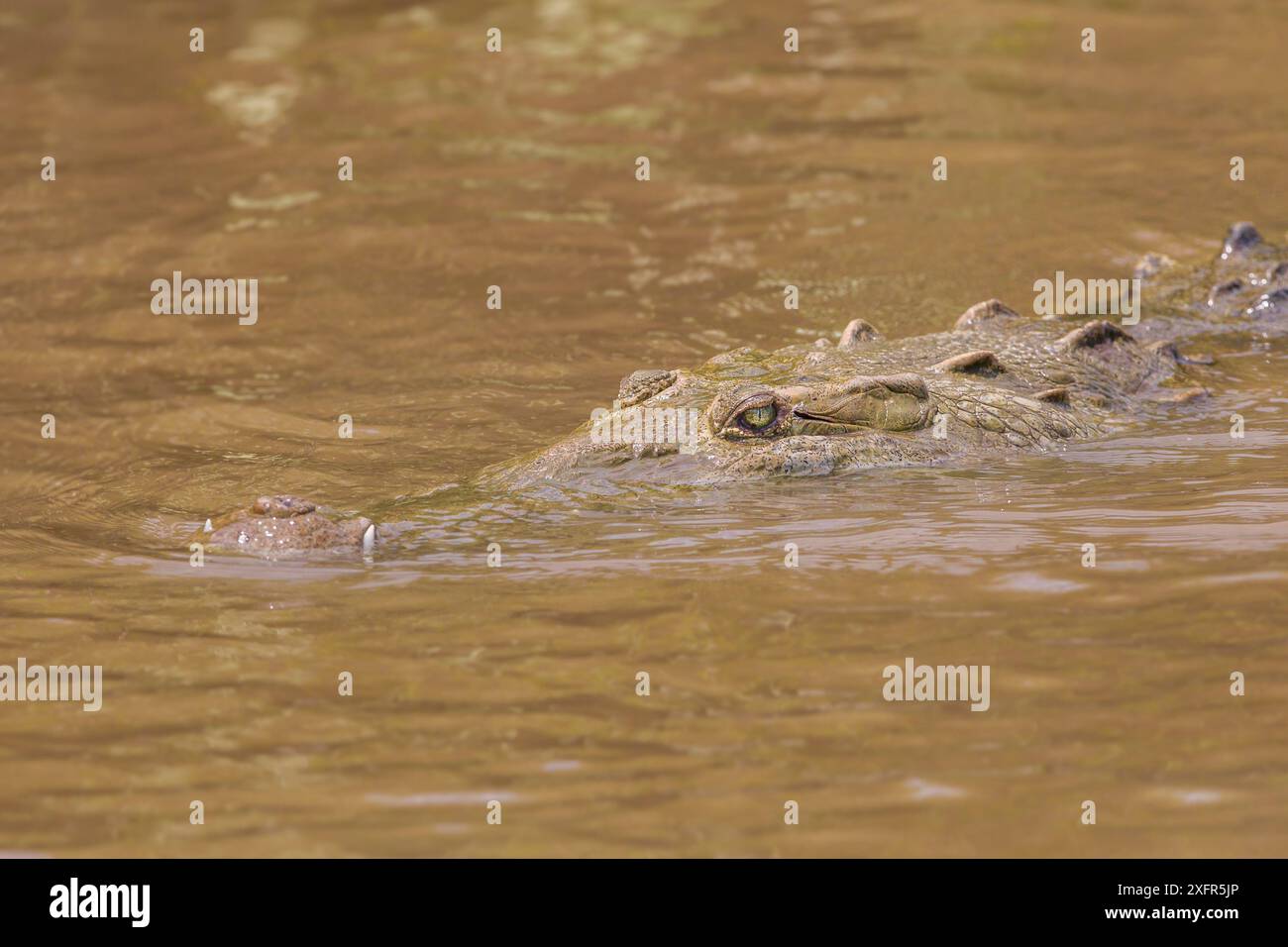 Amerikanisches Krokodil (Crocodylus acutus) Tarcoles River, Costa Rica. Stockfoto