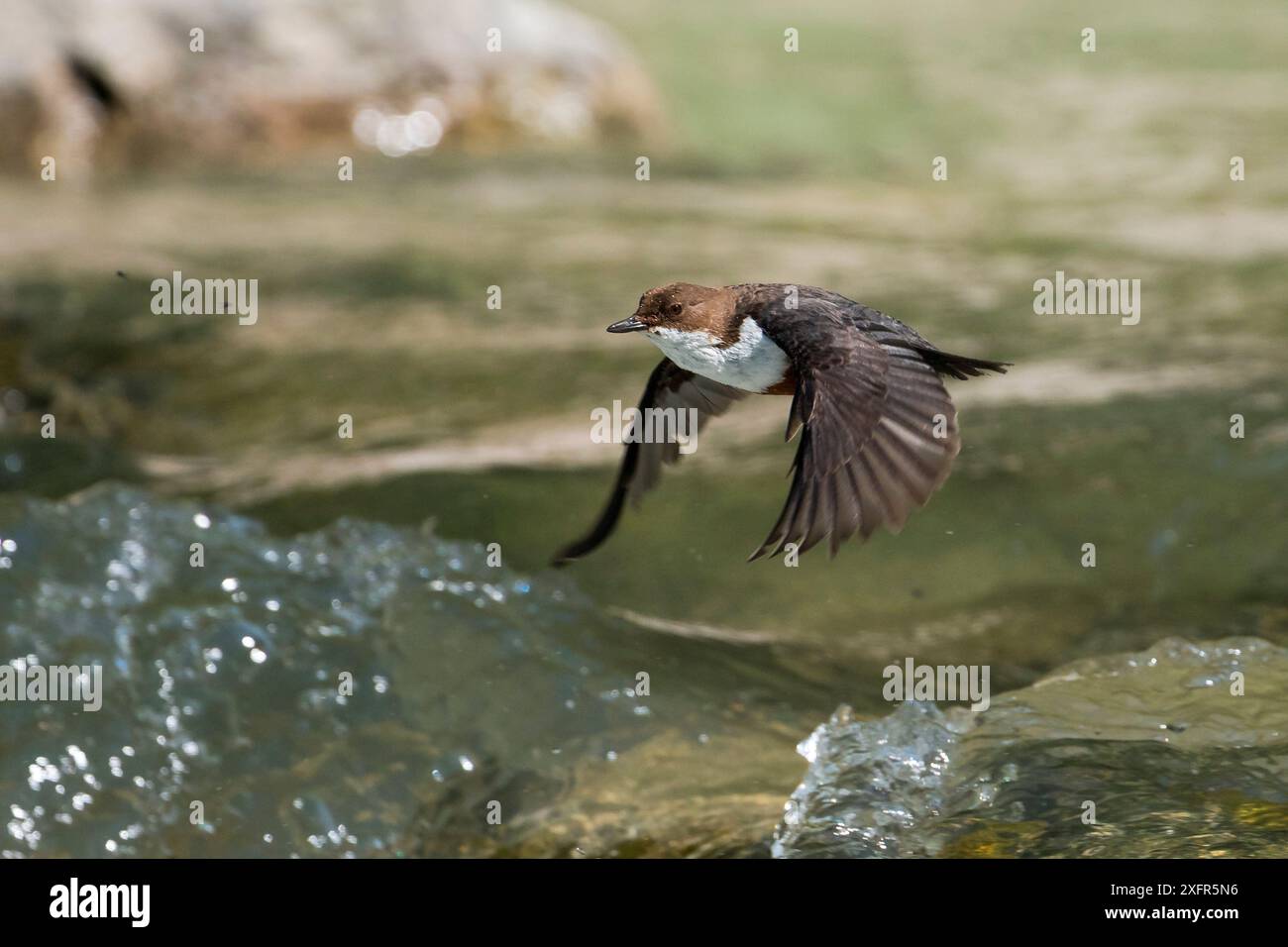 Dipper (Cinclus cinclus) fliegt über Wasser, Bayern, Deutschland, Mai. Stockfoto