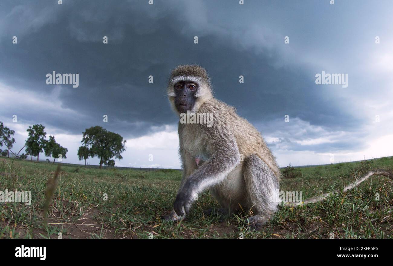 Rotmeeraffen (Cercopithecus aethiops), das mit einer Fernkamera aufgenommen wurde, mit neugieriger Neugier zusieht. Maasai Mara National Reserve, Kenia. Stockfoto
