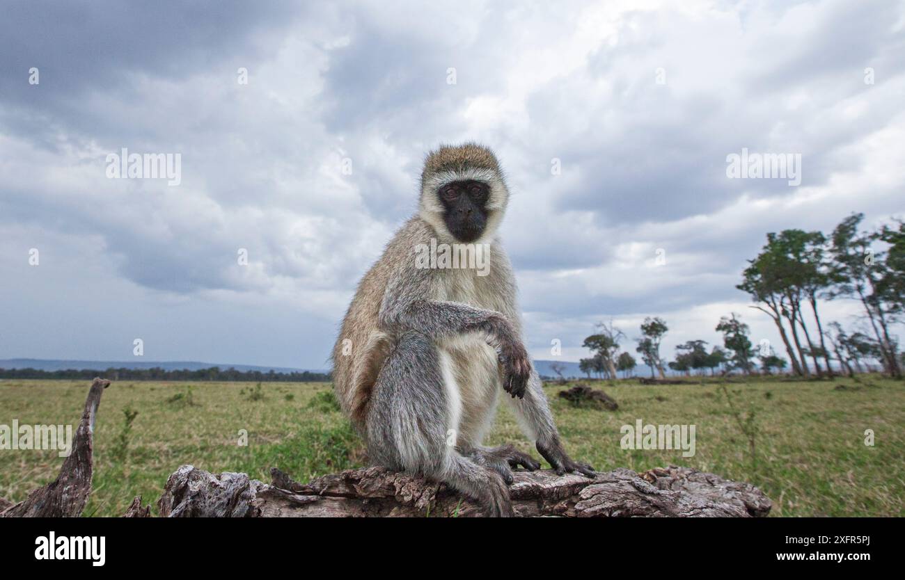 Vervet Affe (Cercopithecus aethiops) sitzt auf einem umgestürzten Baum, ferngesteuertes Kamerabild. Maasai Mara National Reserve, Kenia. Stockfoto