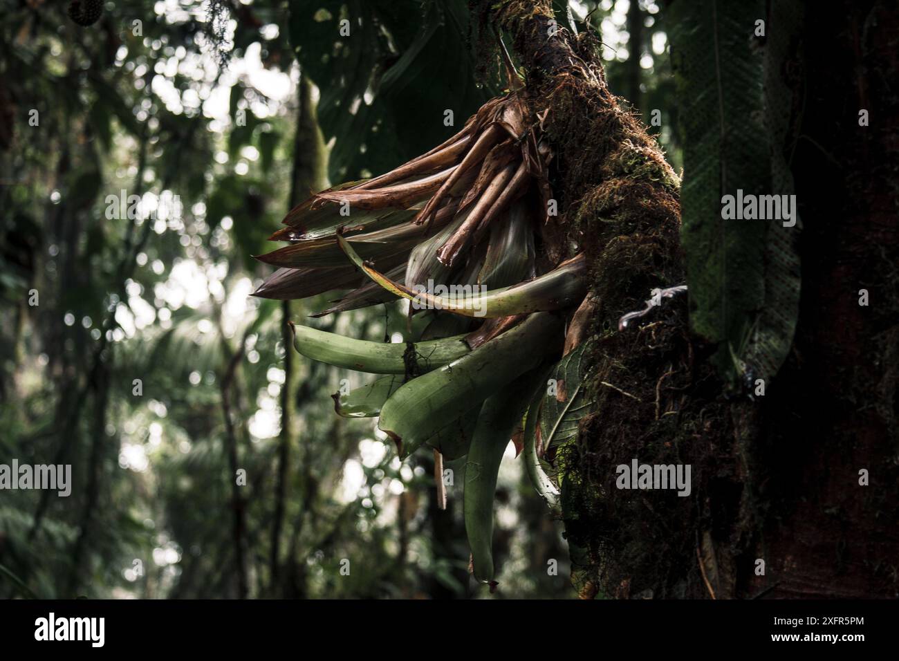Ein markanter Epiphyt, der auf einem Baumstamm im dichten Regenwald des Buenaventura Tropical Reserve in Ecuador wächst und die einzigartige Artenvielfalt von veranschaulicht Stockfoto