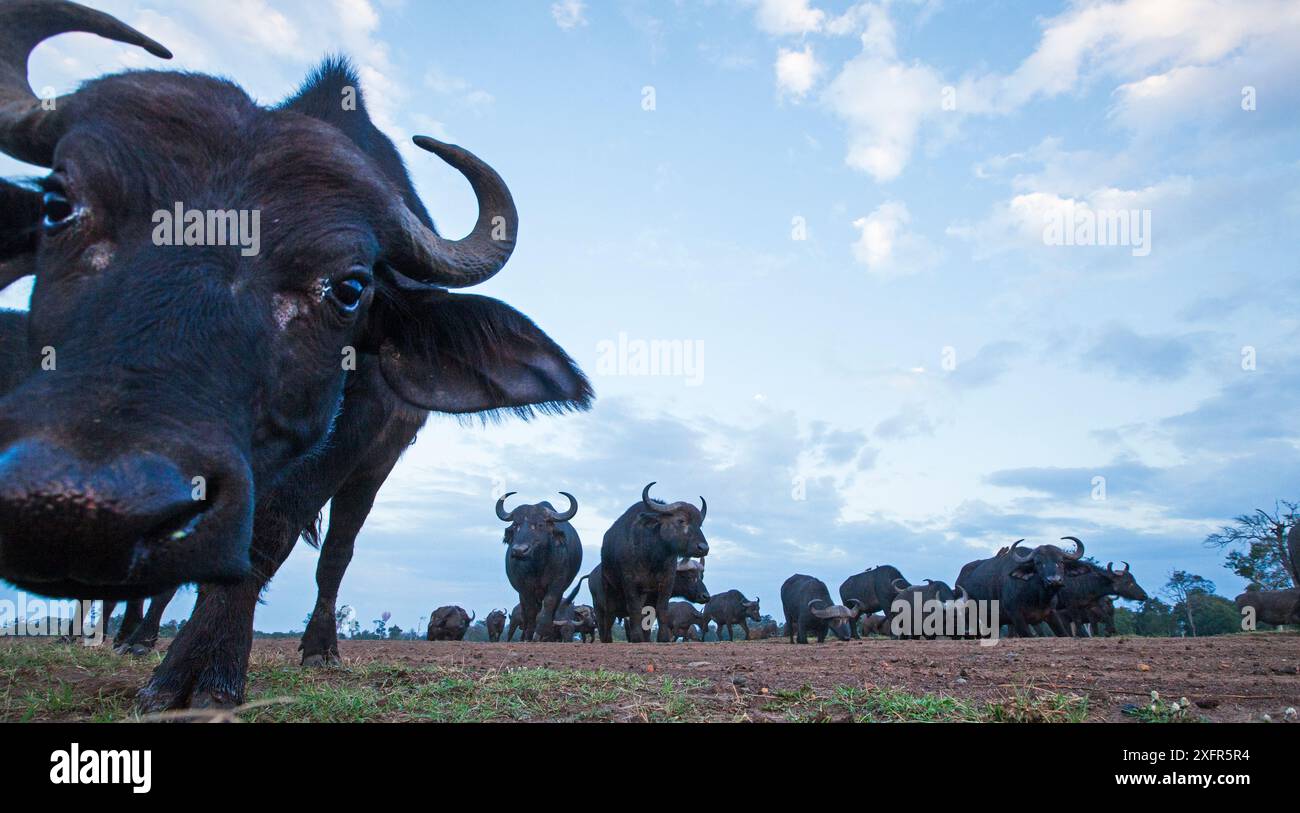 Cape Buffalo (Syncerus Caffer) Jugendliche nähern sich der Fernkamera mit Neugier, Maasai Mara National Reserve, Kenia. Juli 2014. Stockfoto
