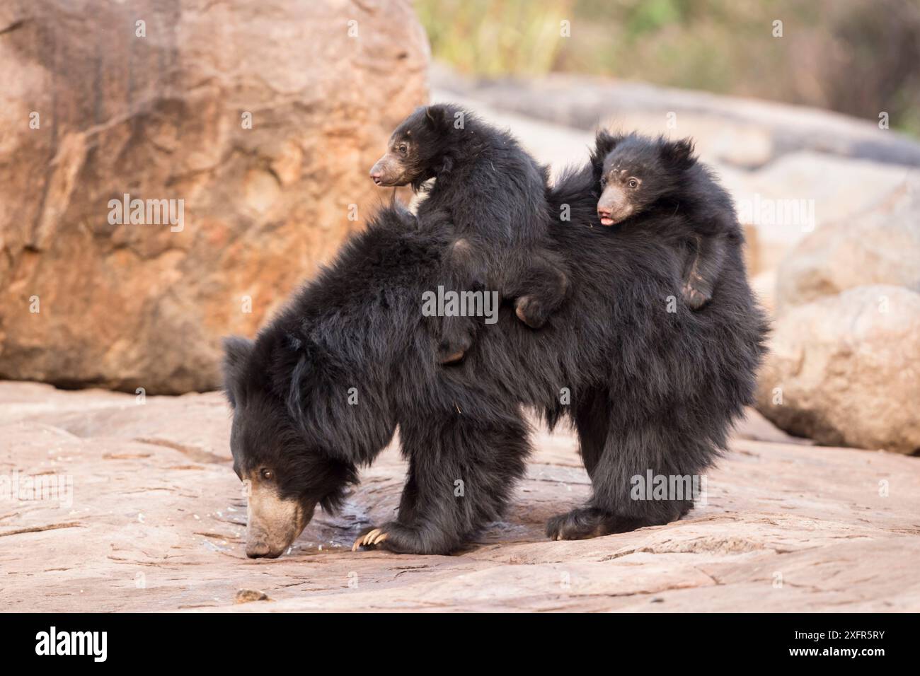 Faulbären (Melursus ursinus) Jungen, die auf Müttern zurück reiten, Daroiji Bear Sanctuary, Karnataka, Indien. Stockfoto