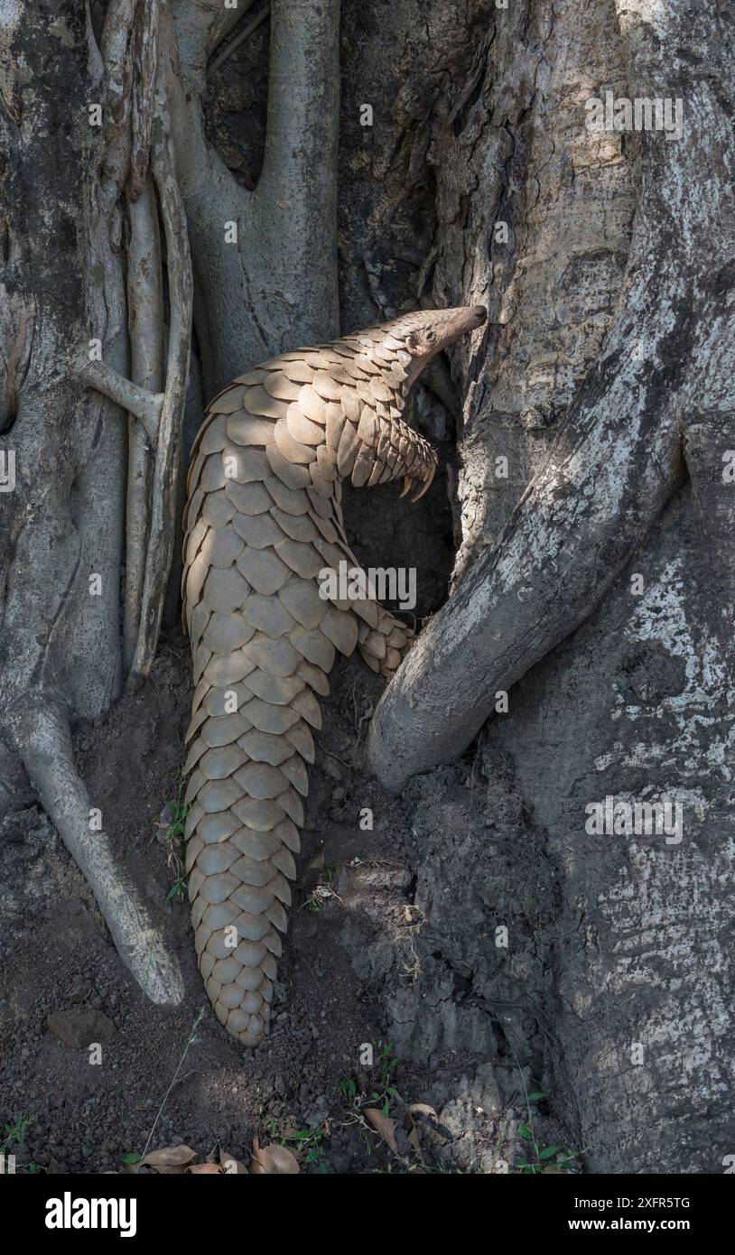 Indisches Pangolin (Manis crassicaudata) mit mächtigen Vorderbeinen, die mit langen Klauen bewaffnet sind, um Erde auf der Suche nach Termiten zu graben, Kanha National Park, Madhya Pradesh, Indien. Stockfoto
