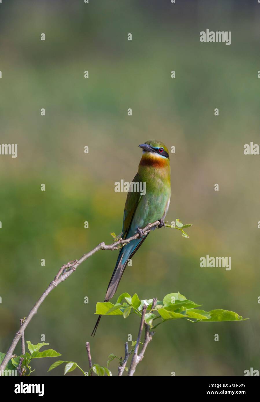 Blauschwanzbienenfresser (Merops philippinus) auf Barsch, in der Nähe des Ranganathittu Vogelschutzgebiets, Karnataka, Indien. Stockfoto