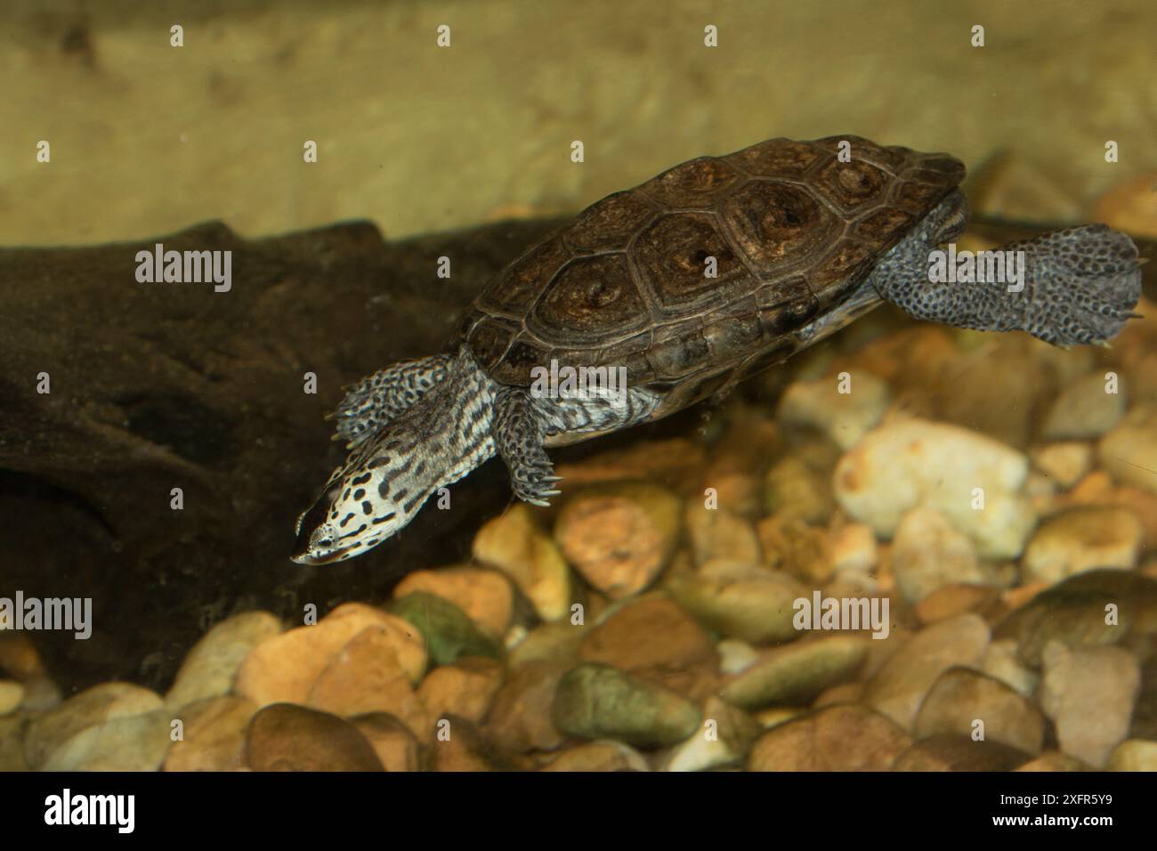 Terrapin an der Ostküste Floridas (Malaclemys tequesta tequesta) Captive, kommt in Florida, USA vor Stockfoto