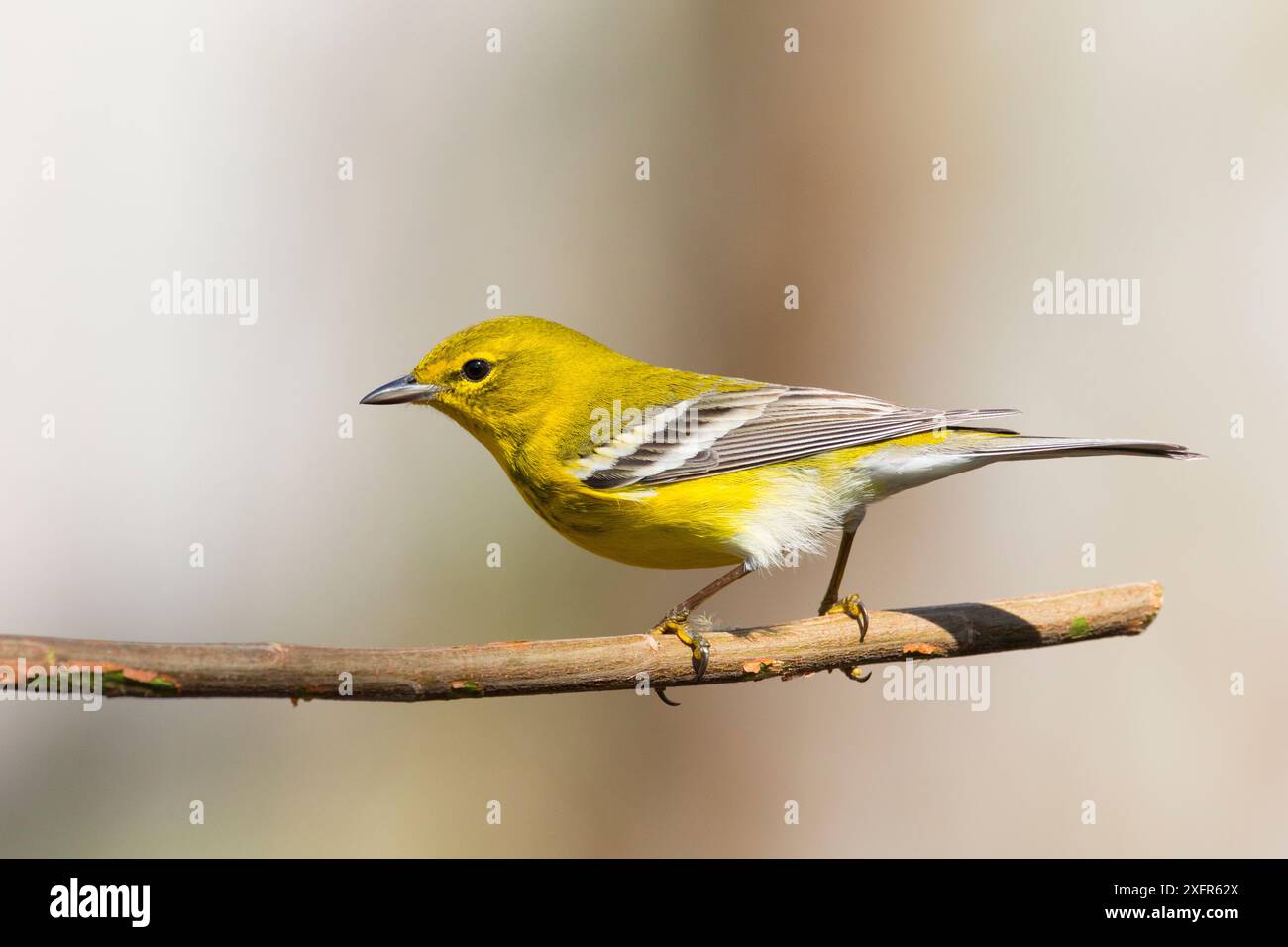 Kiefernwürmer (Dendroica pinus) männlich, Nord-Florida, USA, Februar. Stockfoto