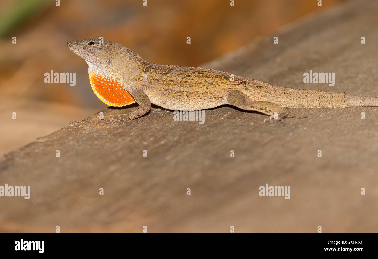 Braune Anolis sagrei (Anolis sagrei) mit Tauerlappen, Nord-Florida, USA, Juli. Eingeführte Arten. Stockfoto