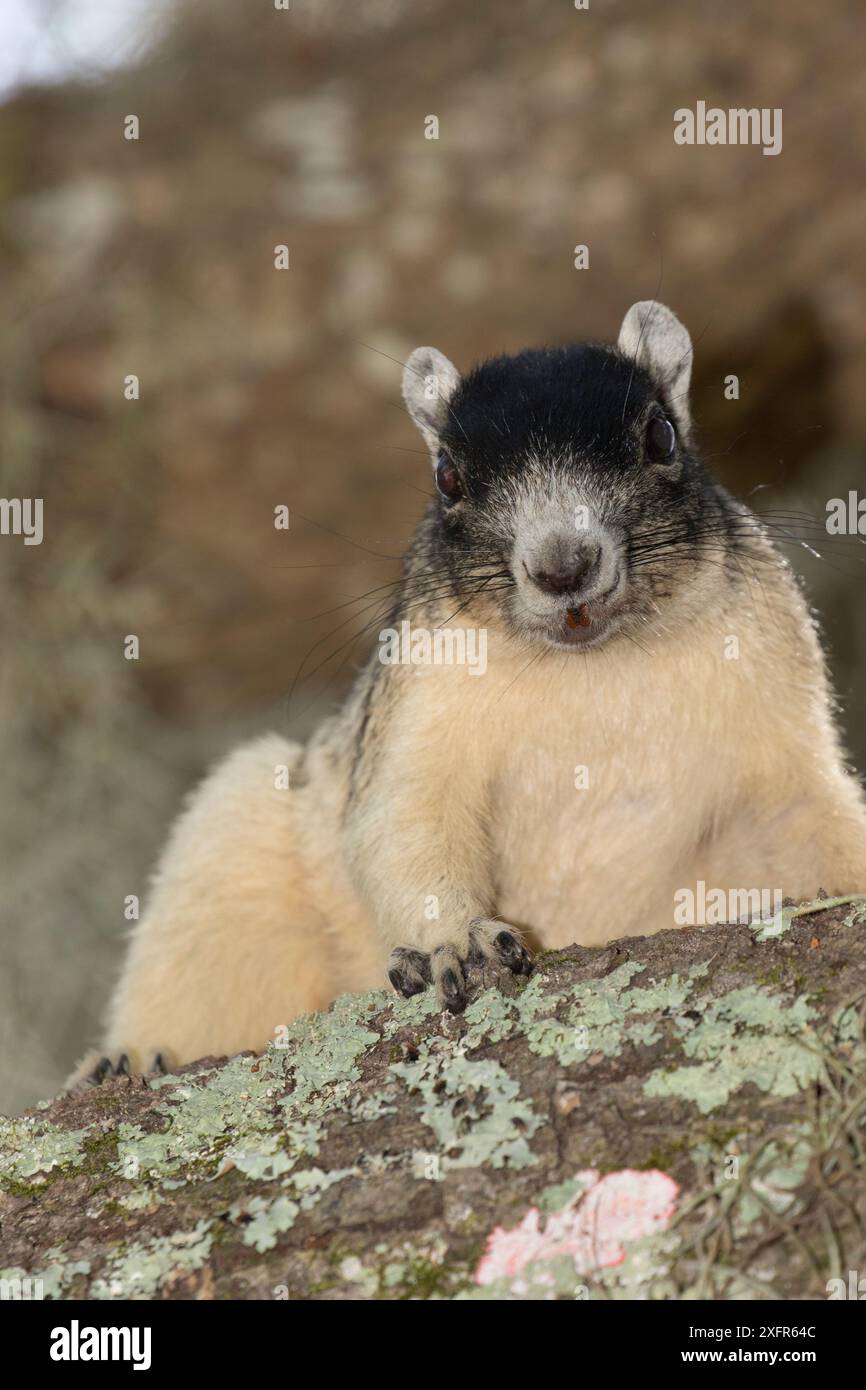 Sherman's Fox Eichhörnchen (Sciurus niger shermani) North Florida, USA, Mai. Stockfoto