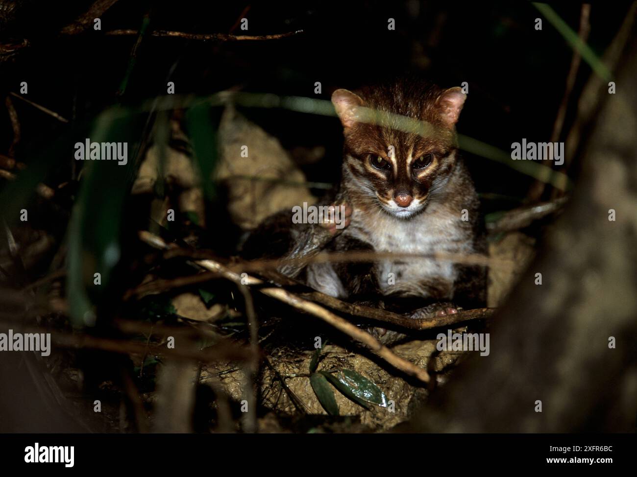 Flachkopfkatze (Prionailurus planiceps). Kinabatangan Wildlife Sanctuary, Sabah, Borneo, Malaysia Stockfoto