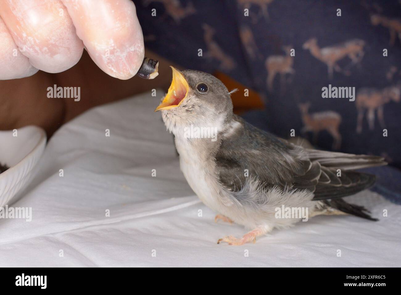 Die verwaiste martin-Jungfrau (Delichon urbicum) wird im Juli von Judith Wakelam in ihrem Haus Worlington, Suffolk, Großbritannien, mit Insektenfutter gefüttert. Modell freigegeben. Stockfoto