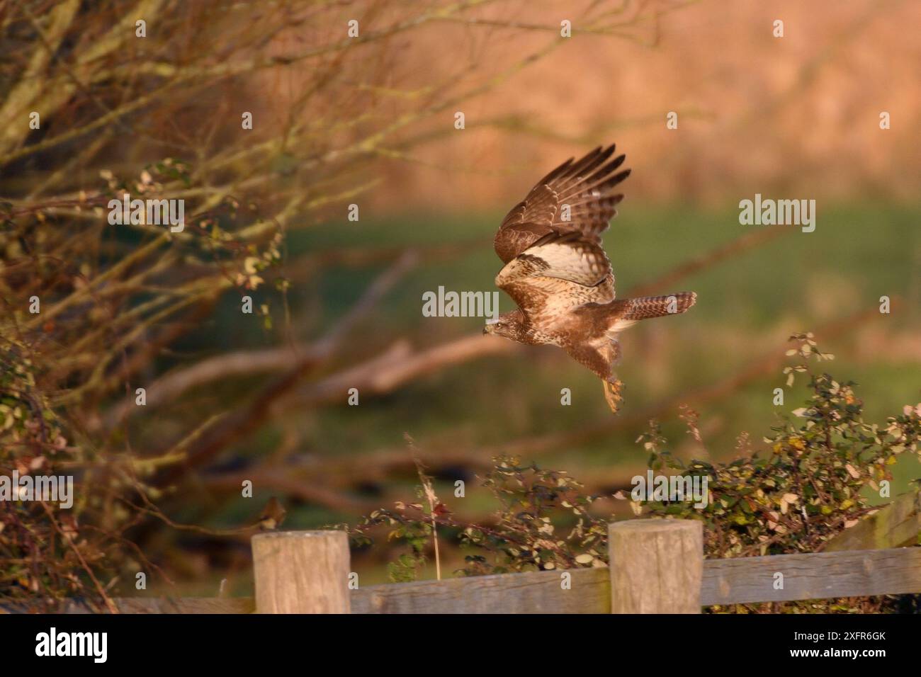 Bussard (Buteo buteo), der von einem Zaun in Farmland abhebt, Somerset, Großbritannien, Dezember. Stockfoto