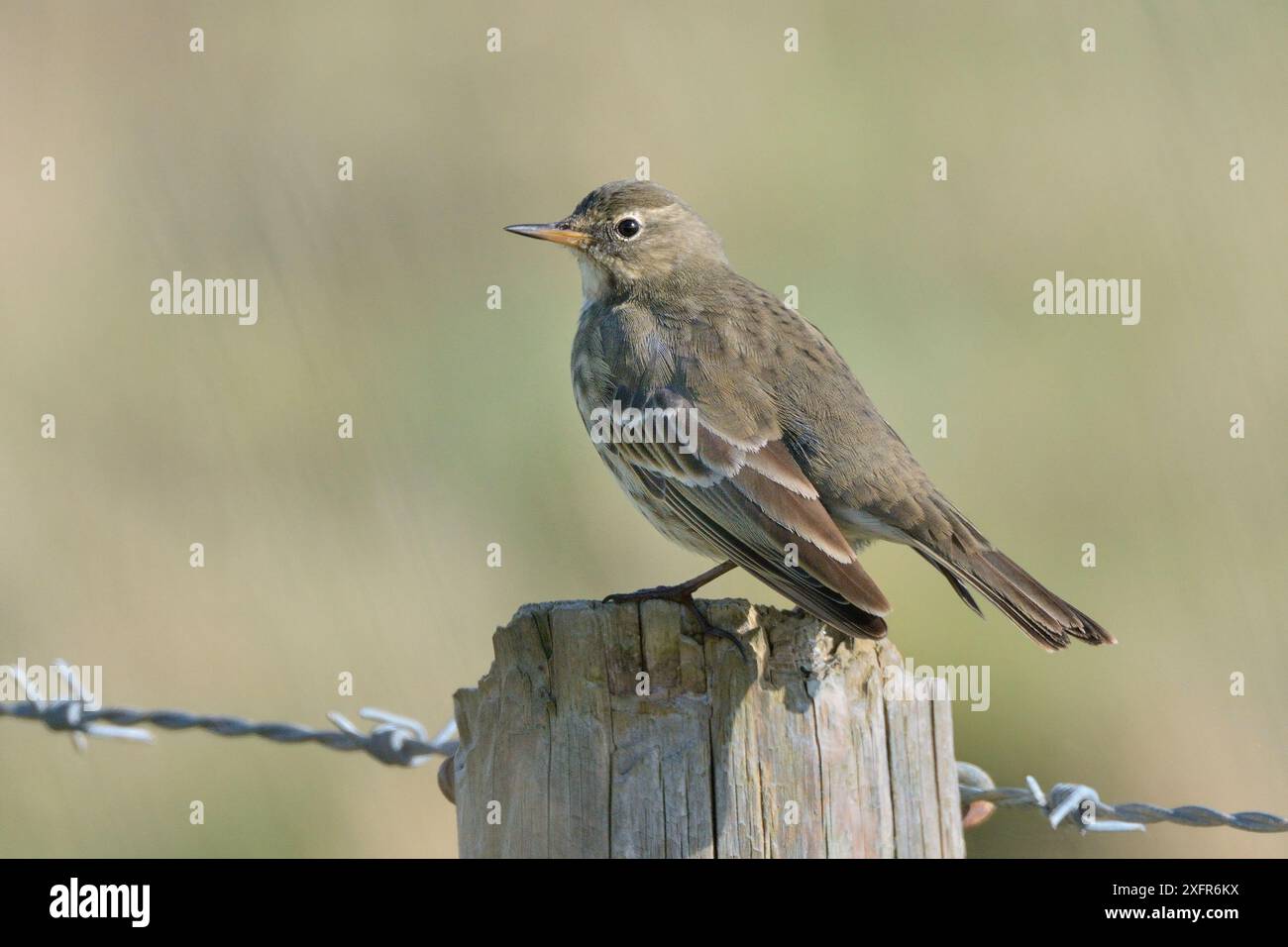 Felsenpipit (Anthus petrosus) auf einem Zaunpfosten in Coastal Farmland, Cornwall, Großbritannien, Oktober. Stockfoto