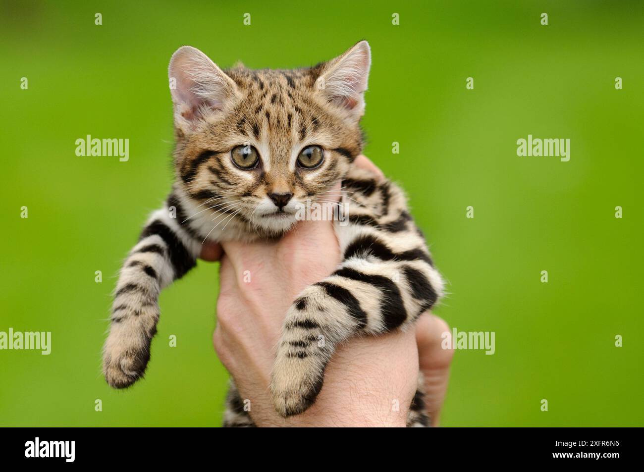 Schwarzfuß-Katze (Felis nigripes) in Gefangenschaft, kommt im südlichen Afrika vor. Handerziehung im Alter von 9 Wochen. Kätzchen im Rare Species Conservation Centre, Kent, Großbritannien Stockfoto