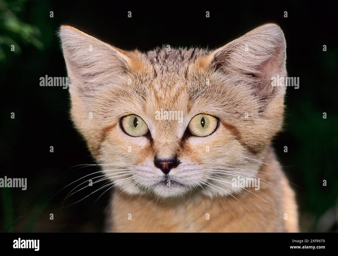 Sandkatze (Felis margarita) in Gefangenschaft kommt in Nordafrika, auf der Arabischen Halbinsel und in Teilen Zentralasiens vor. Stockfoto