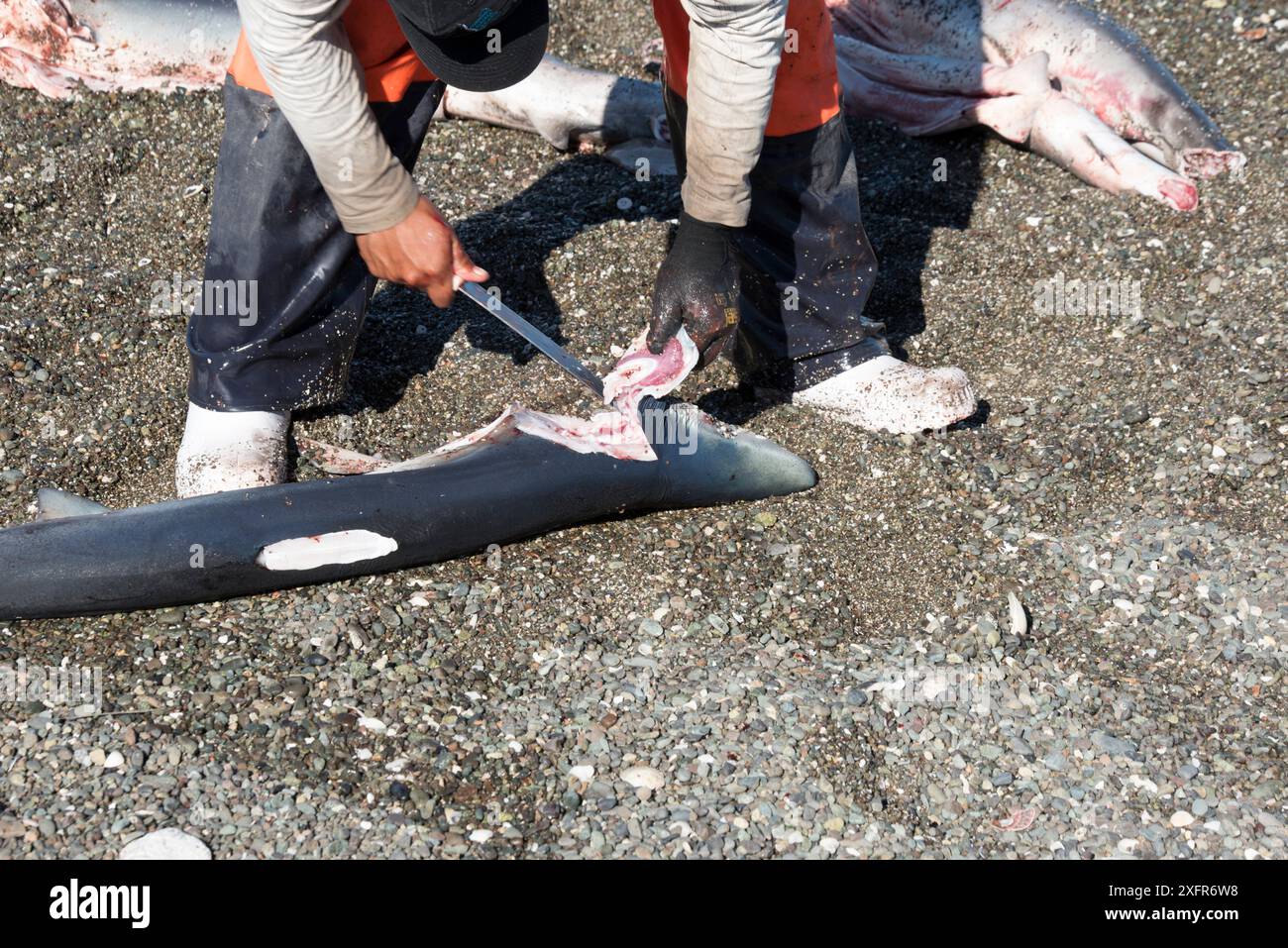 Haifischer, schneiden die Flossen von Haien, Magdalena Bay, Baja California, Mexiko. Stockfoto