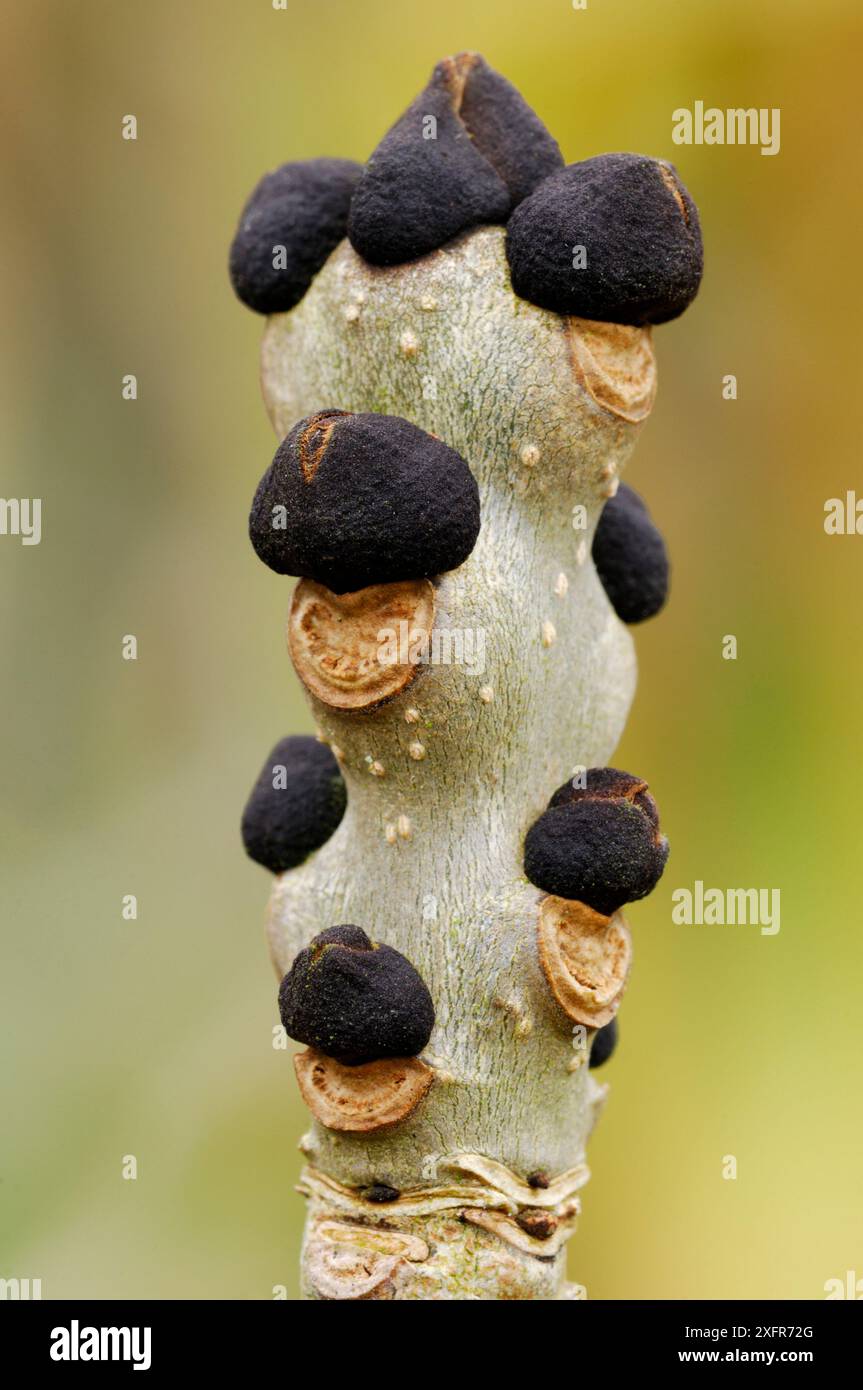 Asche (Fraxinus excelsior) Winterknospen am Zweig, Berwickshire, Schottland März Stockfoto