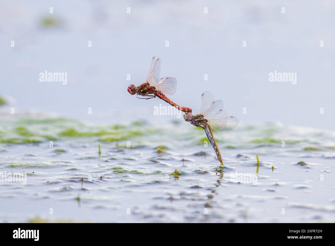 Verschiedene Meadowhawk-Libellen (Sympetrum corruptum) fliegen, um während der Paarung Eier zu legen, Madison River, Montana, USA, Juni. Stockfoto