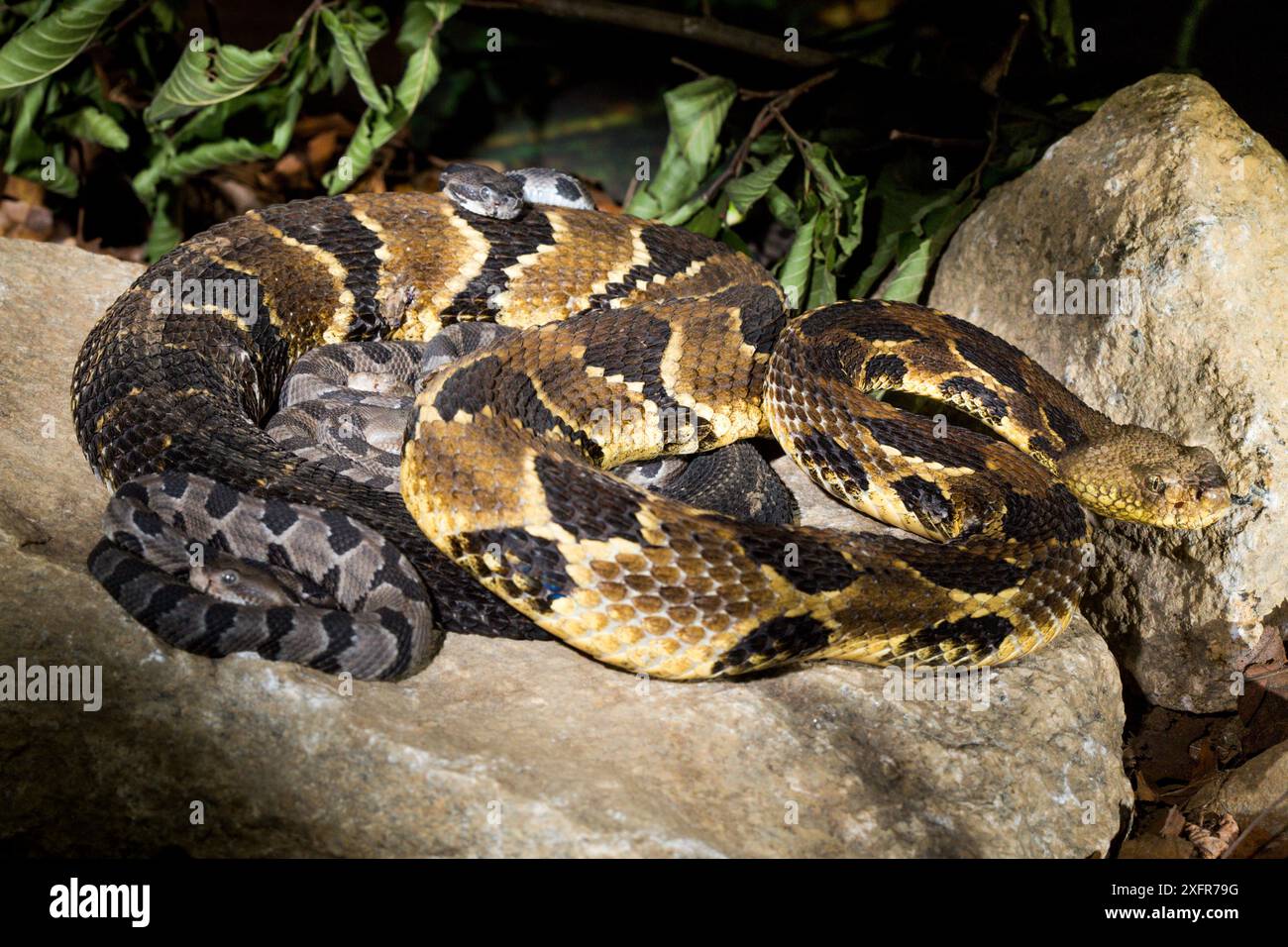 Holz Klapperschlange (Crotalus horridus) mit Babys im Alter von zwei Tagen, Teil einer Zucht in Gefangenschaft und loslassen Programm, Roger Williams Park Zoo. Stockfoto