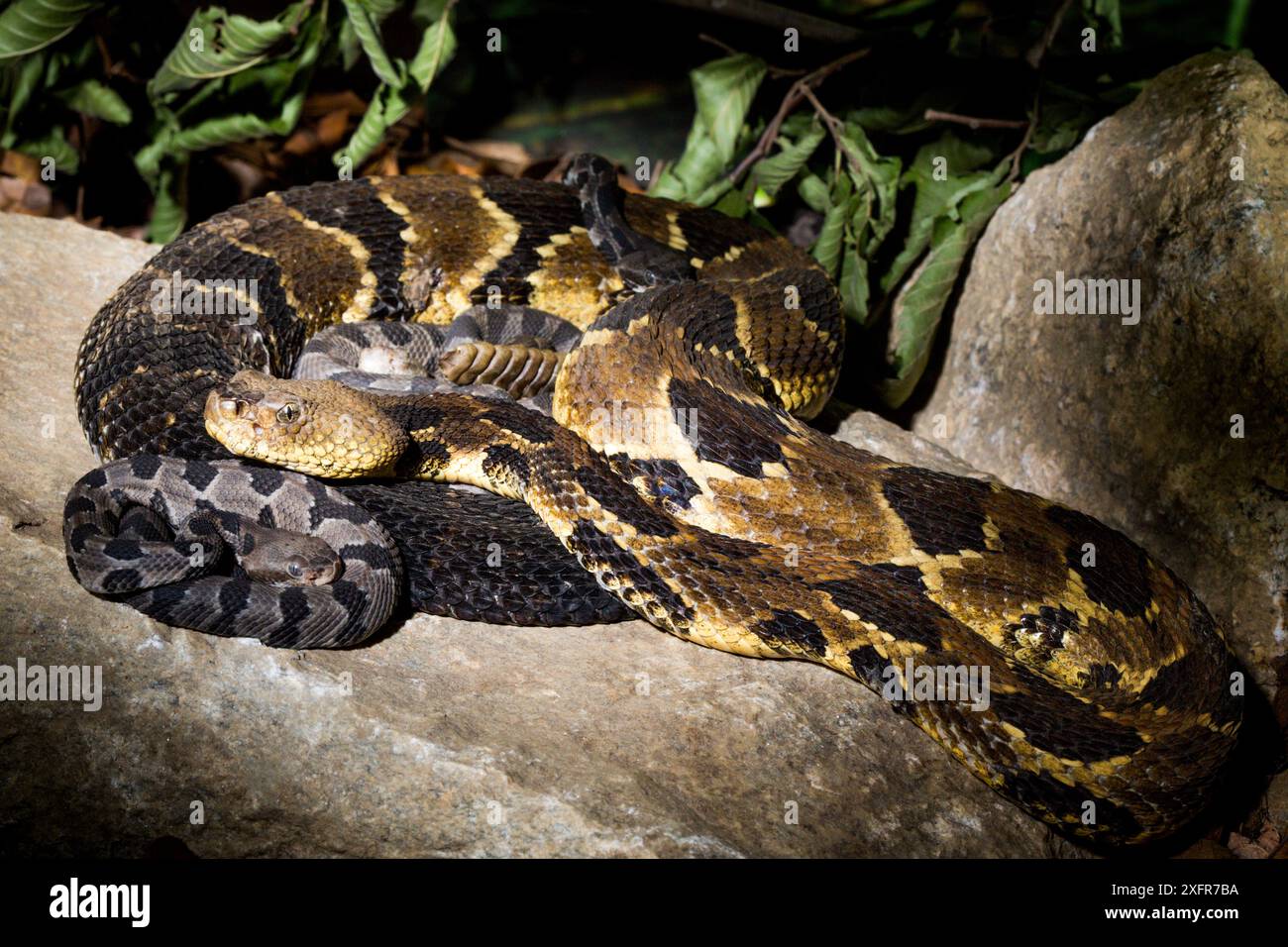 Holz Klapperschlange (Crotalus horridus) mit Babys im Alter von zwei Tagen, Teil einer Zucht in Gefangenschaft und loslassen Programm, Roger Williams Park Zoo. Stockfoto