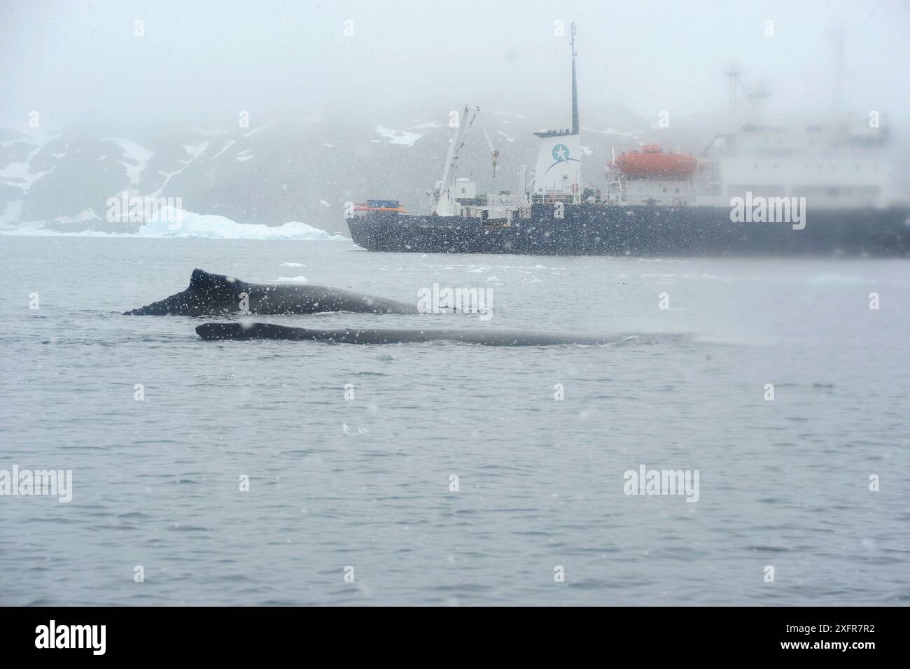 Buckelwale (Megaptera novaeangliae) mit Schiff Polar Pioneer im Hintergrund. Cierva Cove. Lemaire Channel. Antarktische Halbinsel. Januar 2017. Stockfoto