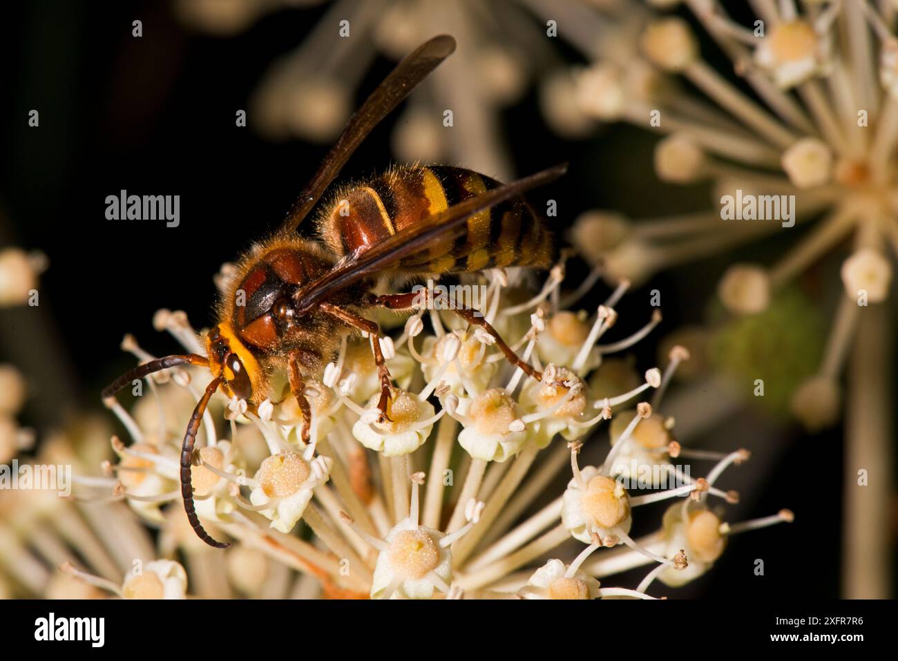 Männliche Europäische Hornet (Vespa crabro), im japanischen Garten Aralia/False Castor Oil Plant (Fatsia japonica), Herefordshire Plateau, England. Stockfoto