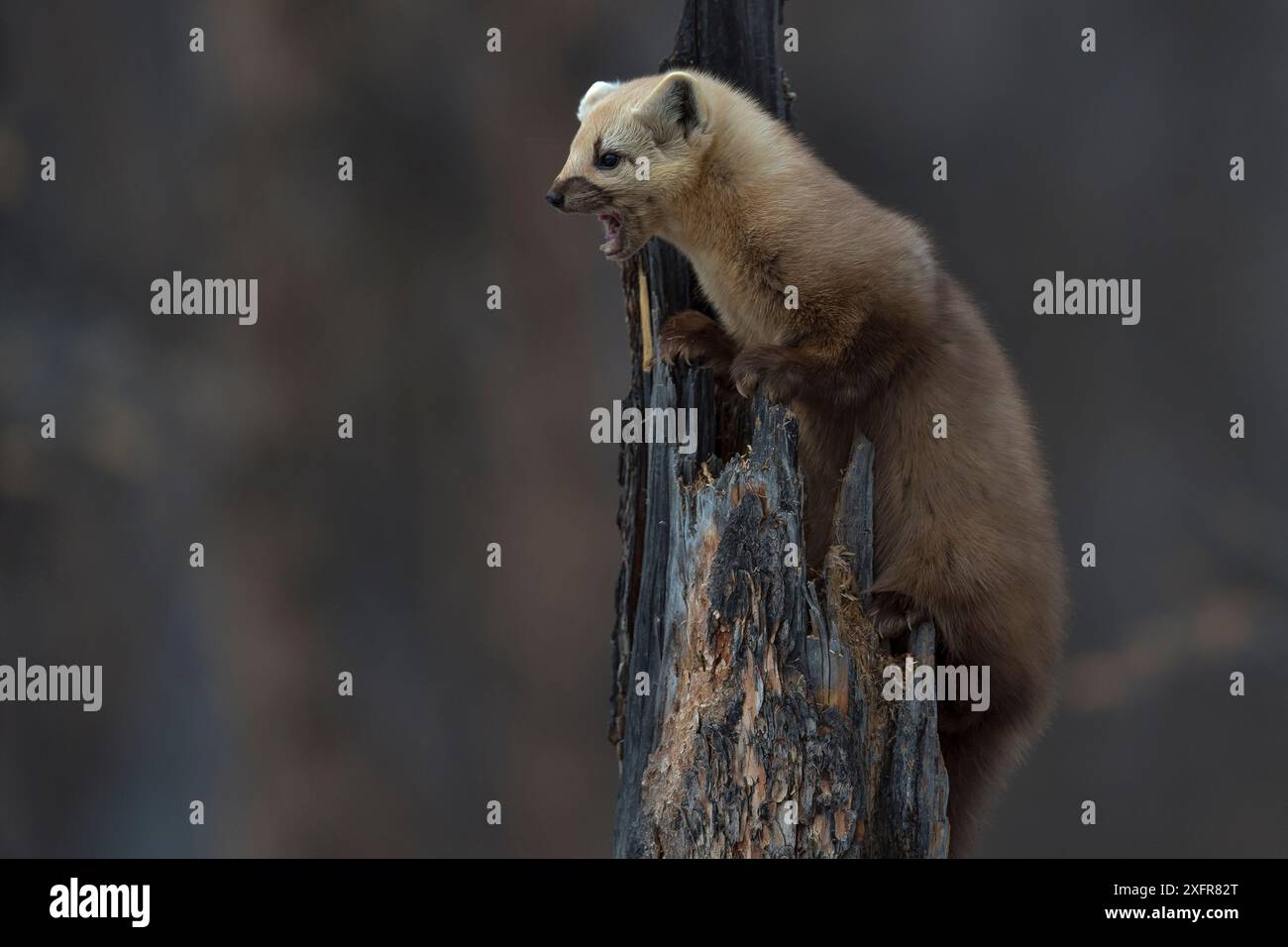 Sable (Martes Zibellina) Putoransky State Nature Reserve, Putorana Plateau, Sibirien, Russland Stockfoto