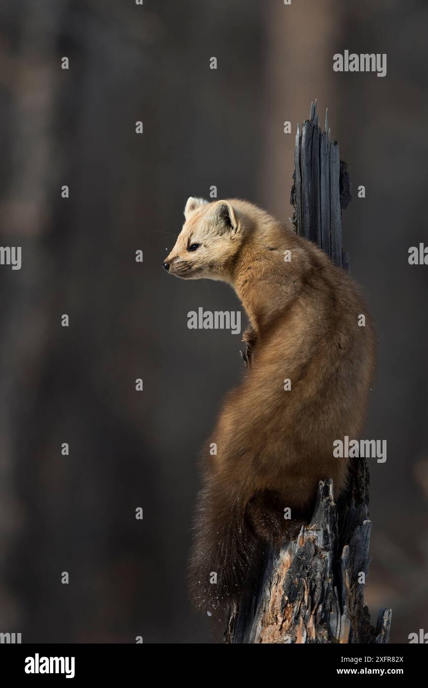 Sable (Martes Zibellina) Putoransky State Nature Reserve, Putorana Plateau, Sibirien, Russland Stockfoto