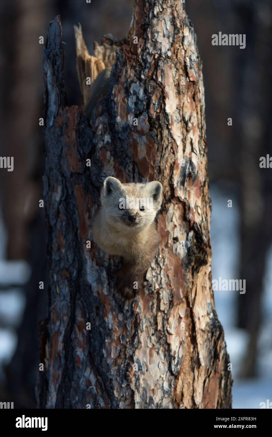 Sable (Martes Zibellina) Putoransky State Nature Reserve, Putorana Plateau, Sibirien, Russland Stockfoto