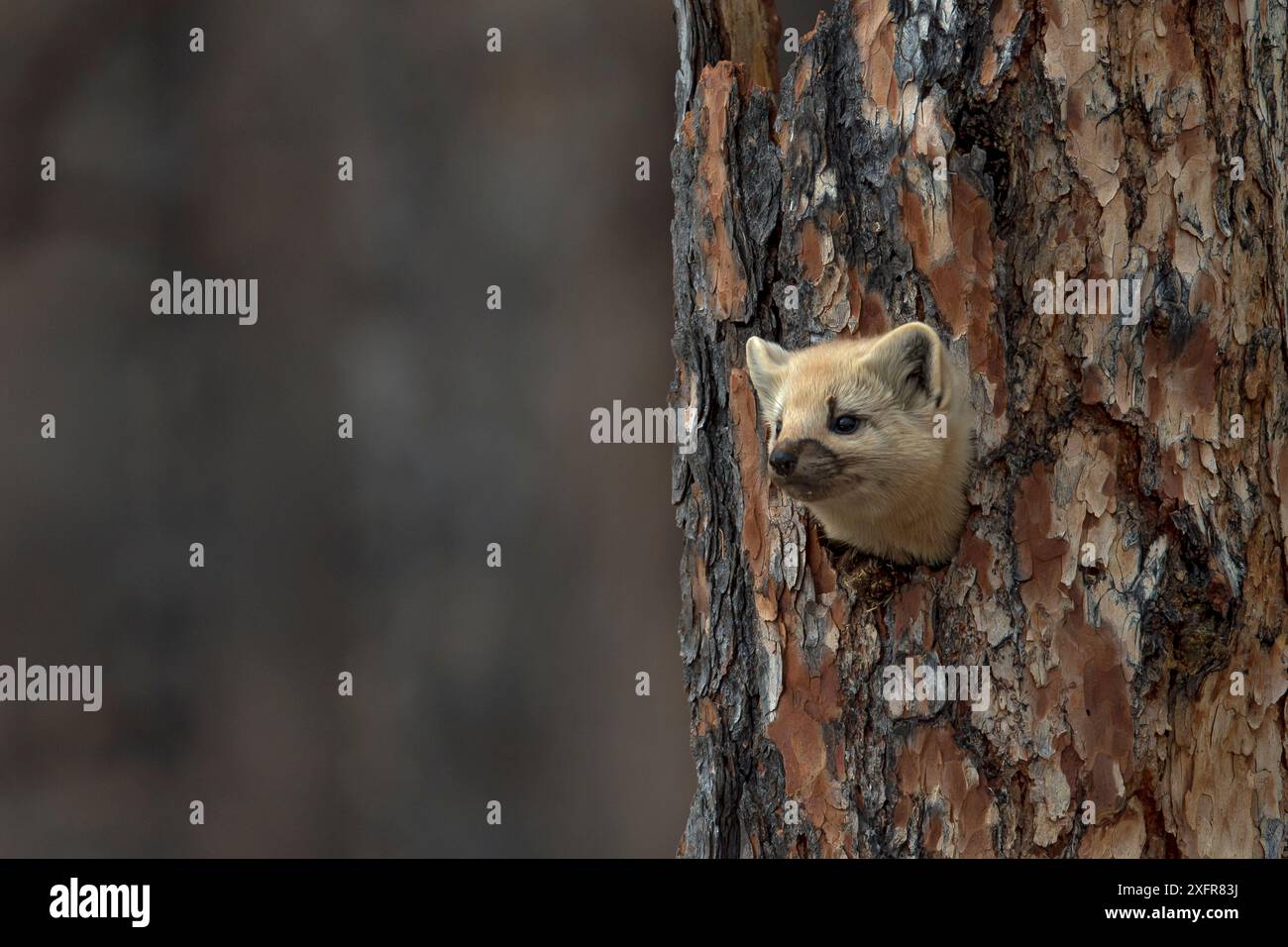 Sable (Martes Zibellina) Putoransky State Nature Reserve, Putorana Plateau, Sibirien, Russland Stockfoto