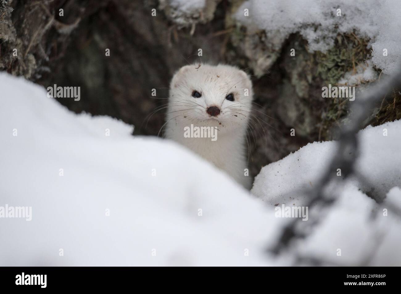 Stoat (Mustela erminea) Porträt, Putoransky State Nature Reserve, Putorana Plateau, Sibirien, Russland Stockfoto