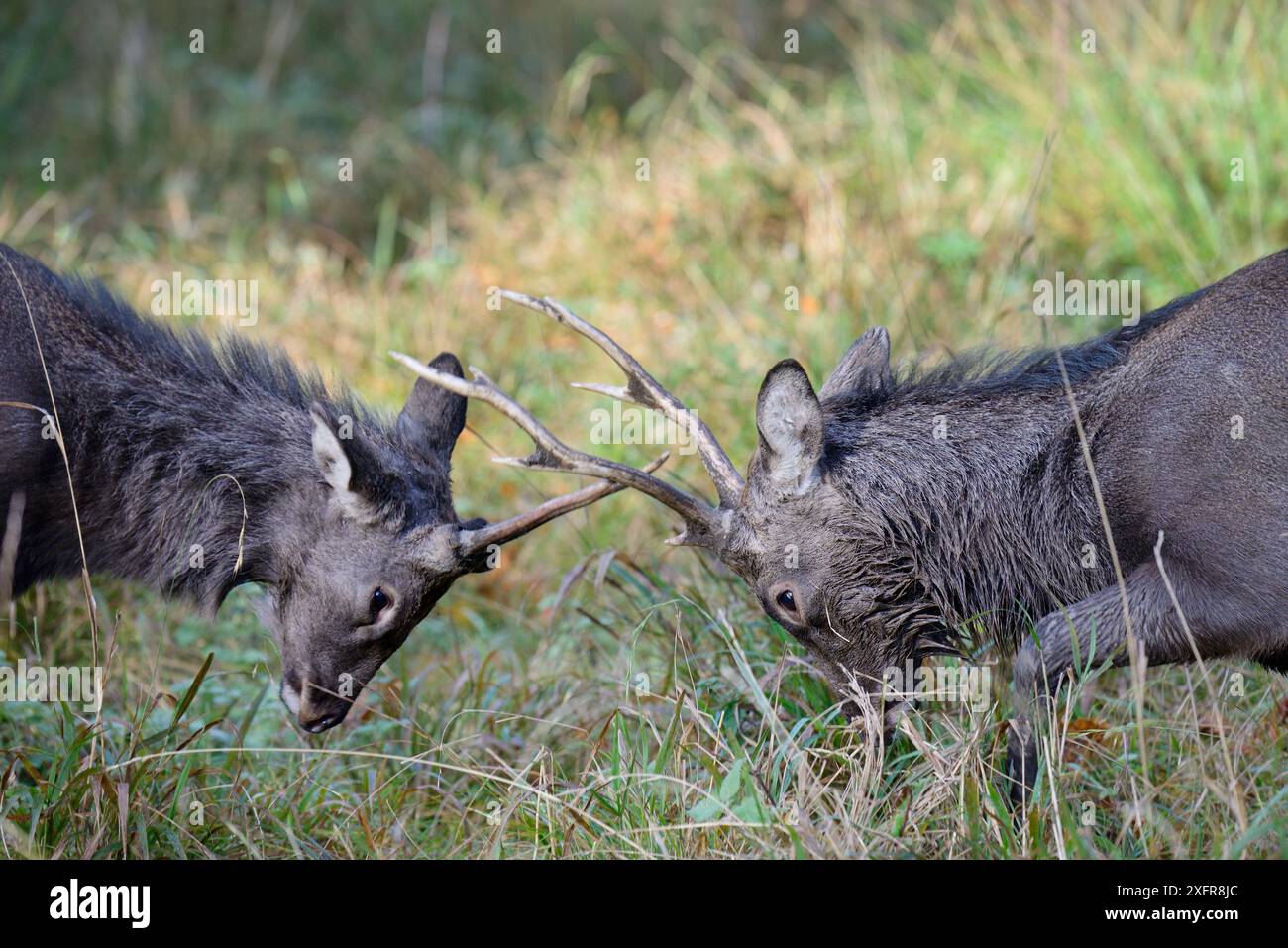 Sika-Hirsche (Cervus nippon) kämpfen während der Rille, Klampenborg Dyrehaven, Dänemark. Oktober Stockfoto