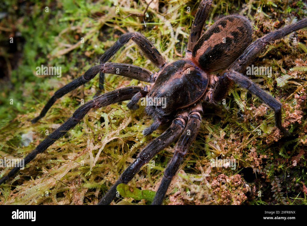 Wanderspinne (Isoctenus sp.) Auf Moos, Südostatlantik Wald, Sao Miguel Arcanjo, Sao Paulo, Brasilien. Stockfoto